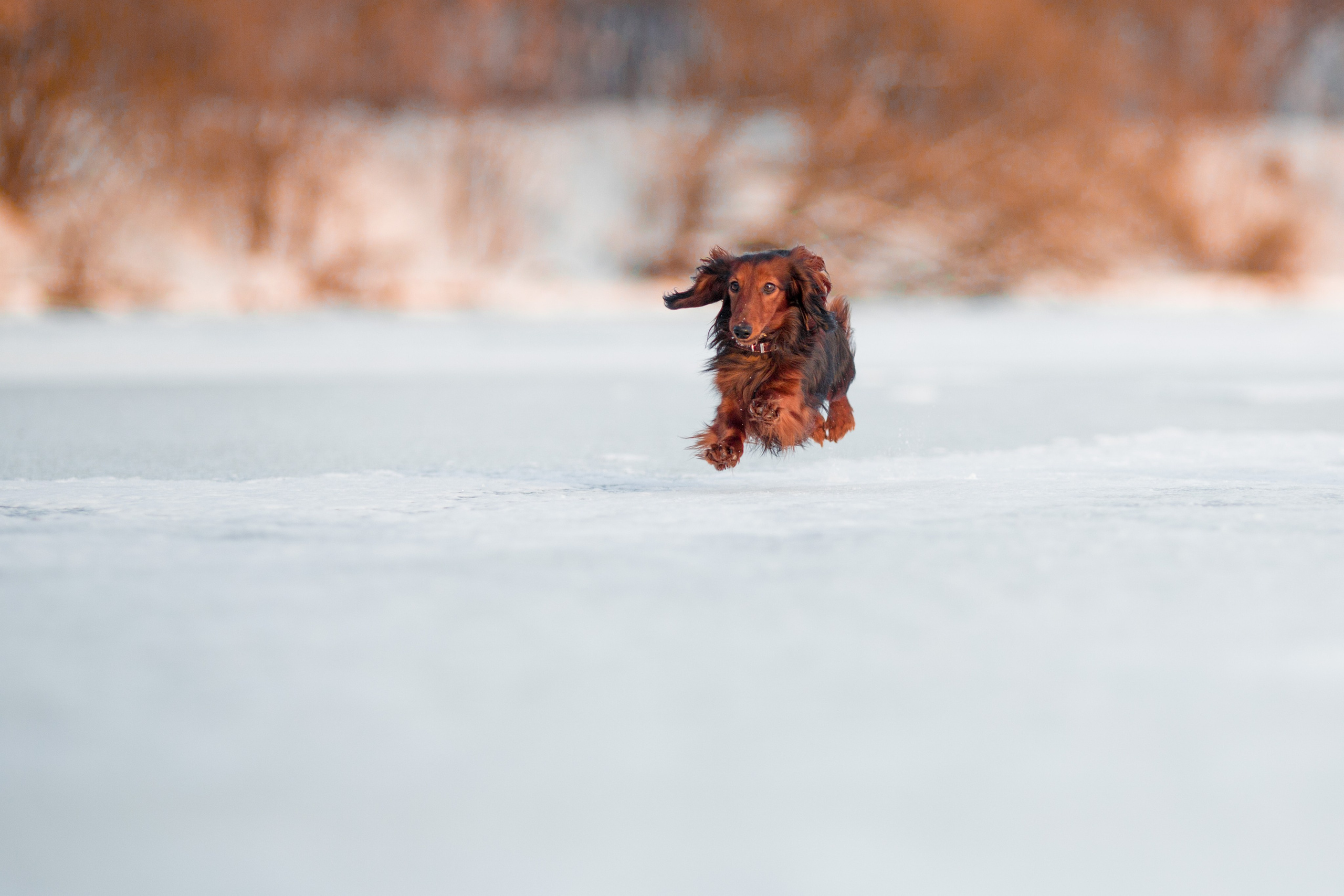 Зимняя прогулка. Репортажный фотограф Борис Геер