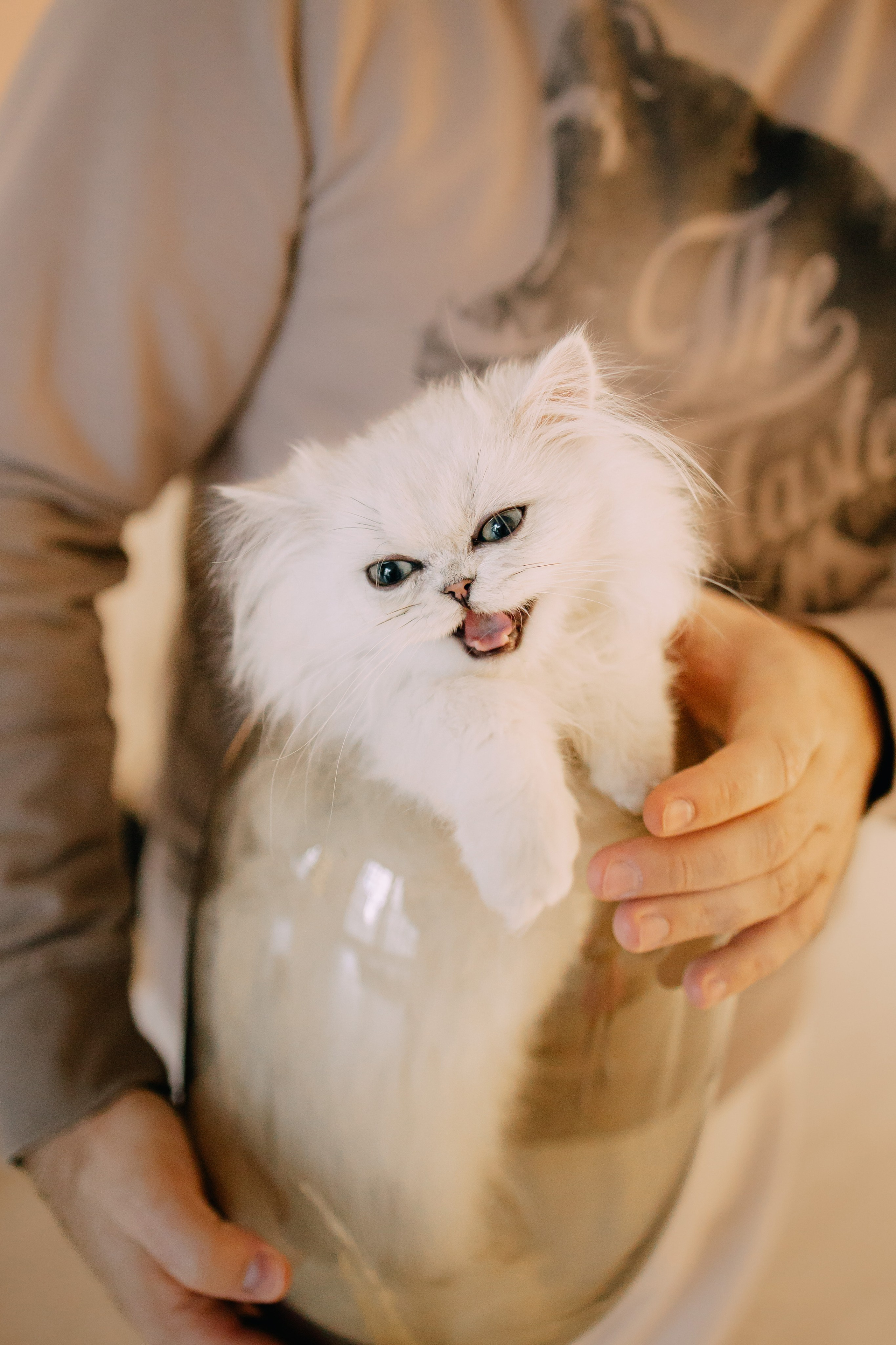 Султан, Мэй Мэй и Шанталь и их семья