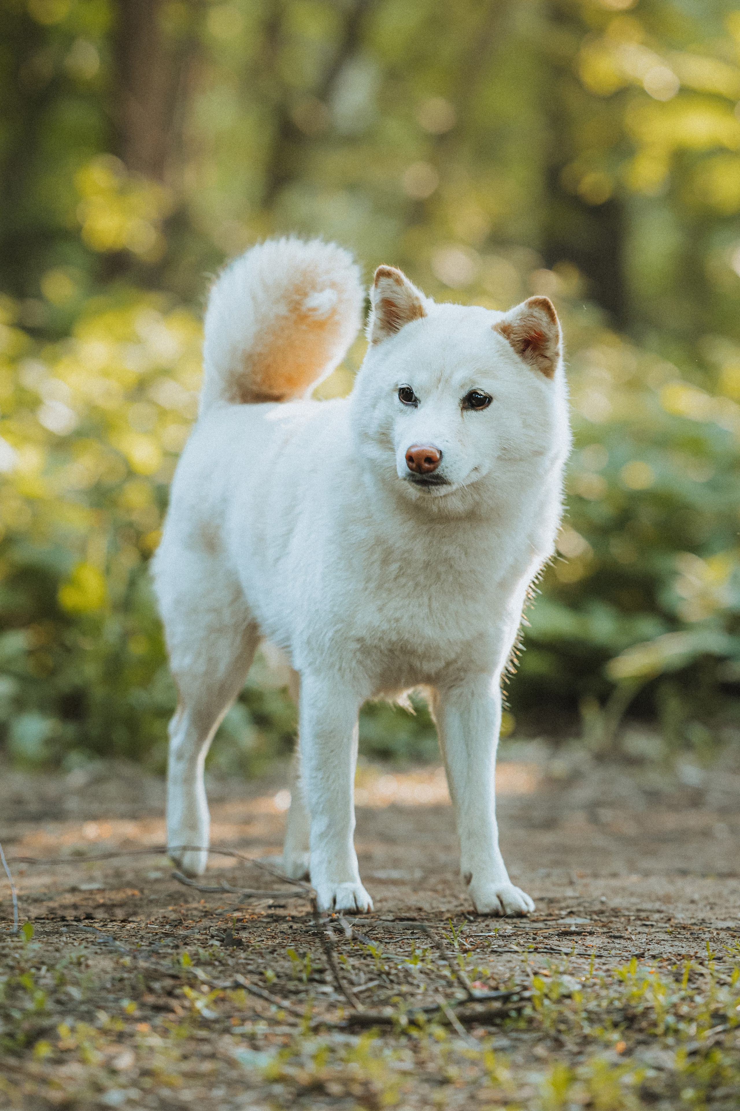 Шед, Цири, Чиби, Цера и их семья