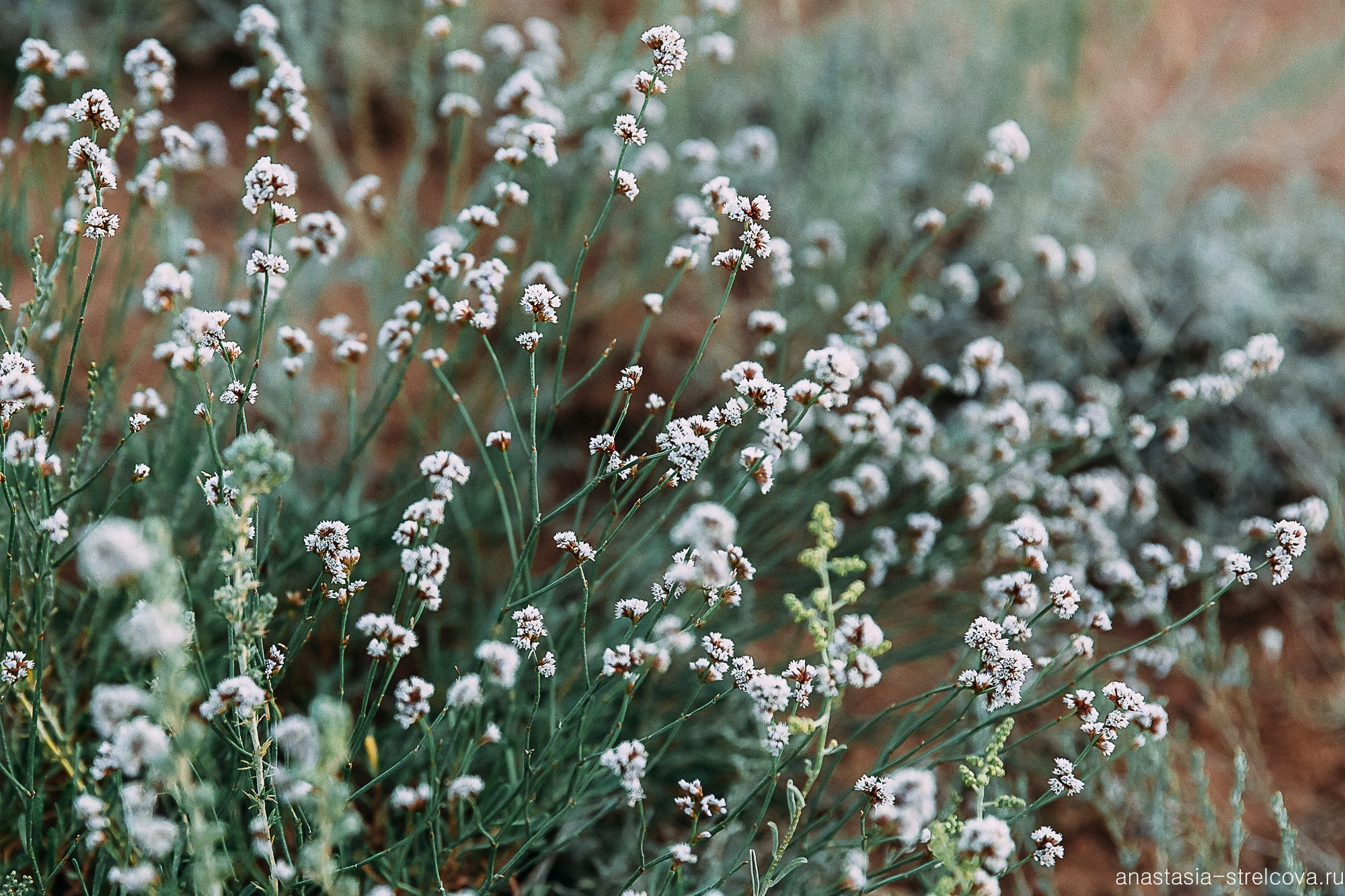 Главная - Саша и Вилли свадебный день  - Свадебный фотограф Анастасия Стрельцова