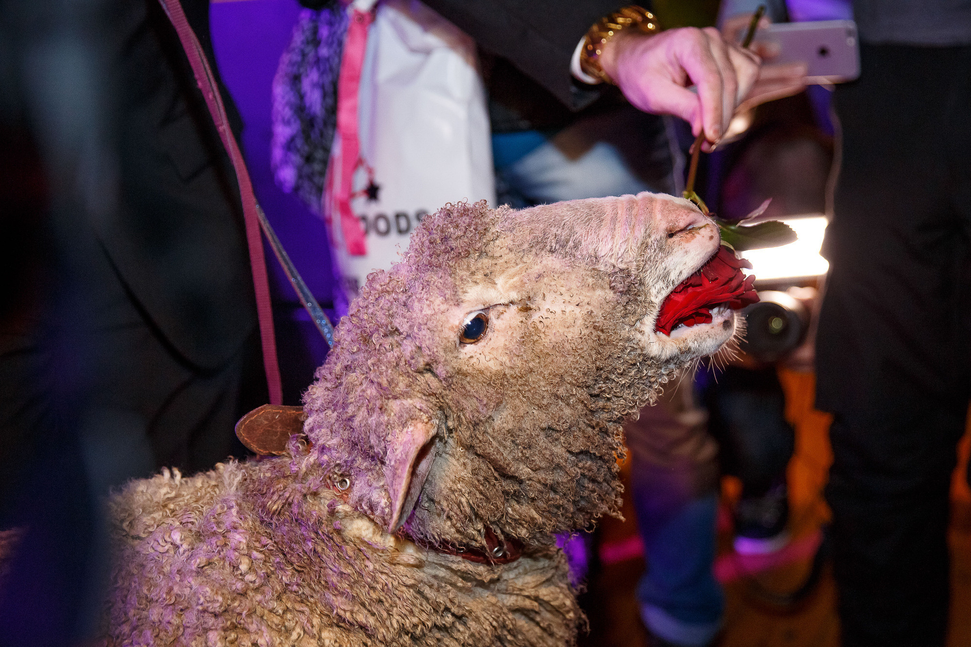 Не свадебные съемки - Репортаж