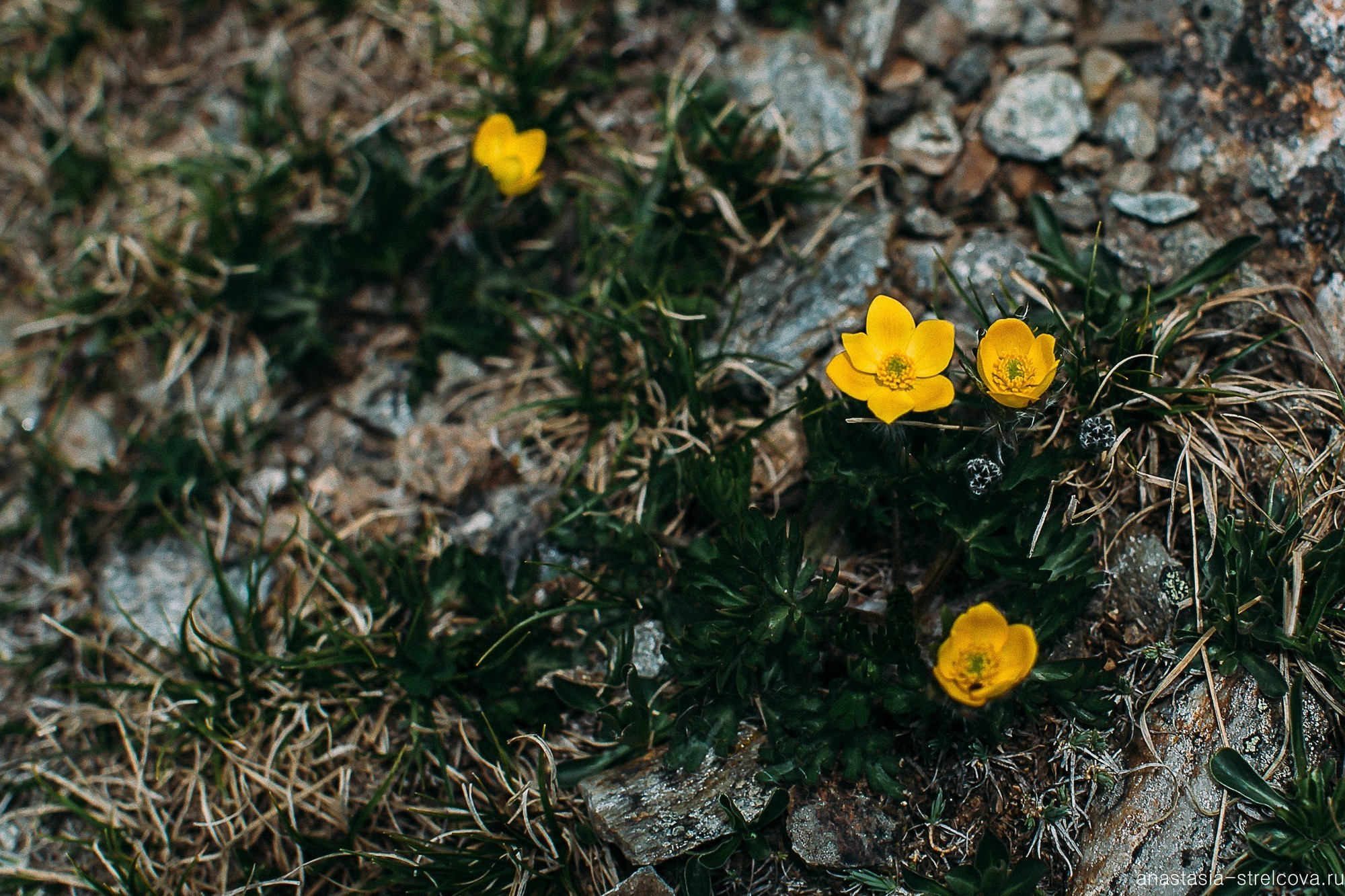 Главная - Хава и Артём свадьба на Домбае  - Свадебный фотограф Анастасия Стрельцова