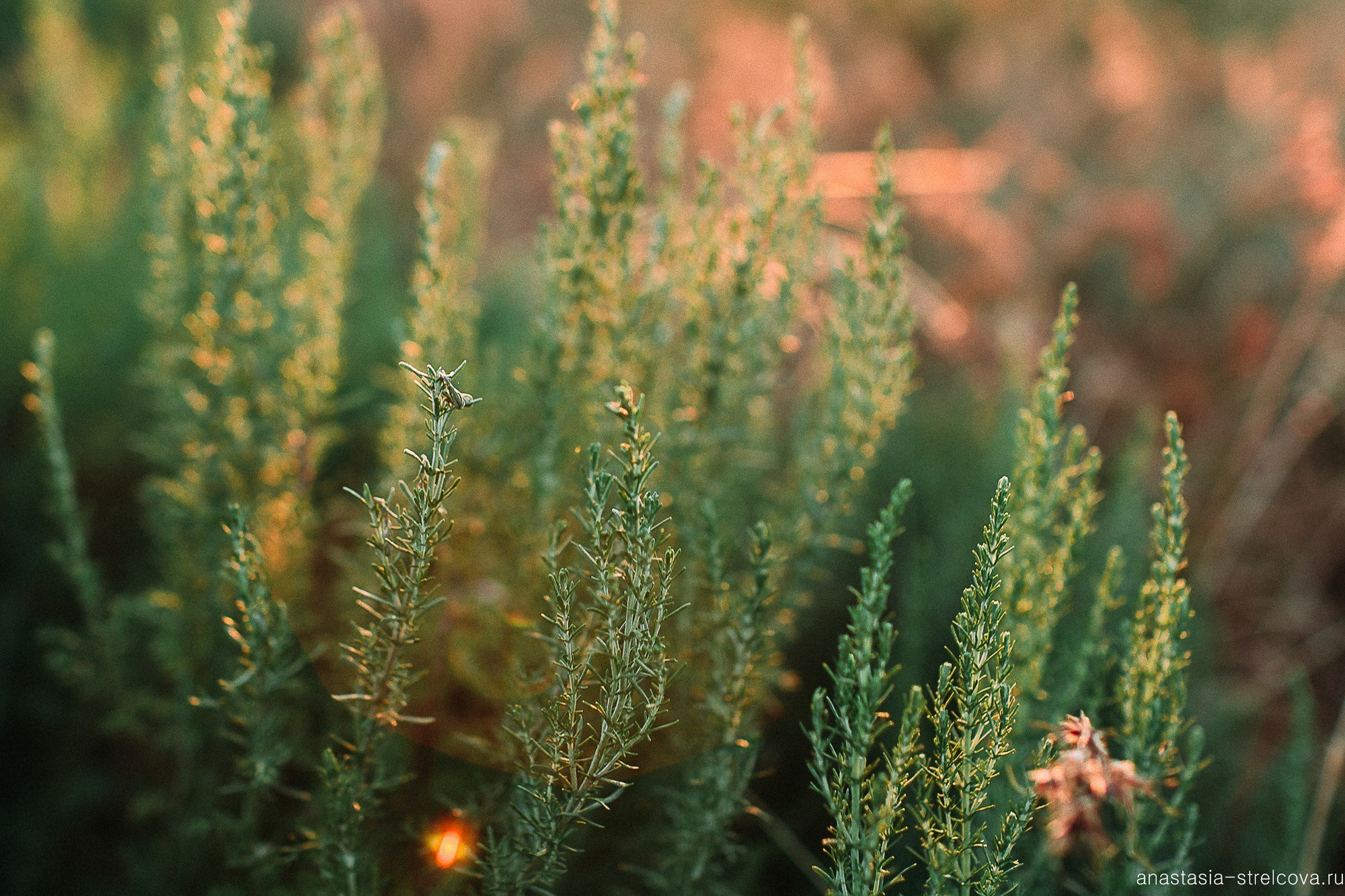 Главная - Юлия и Сергей прогулка для двоих 