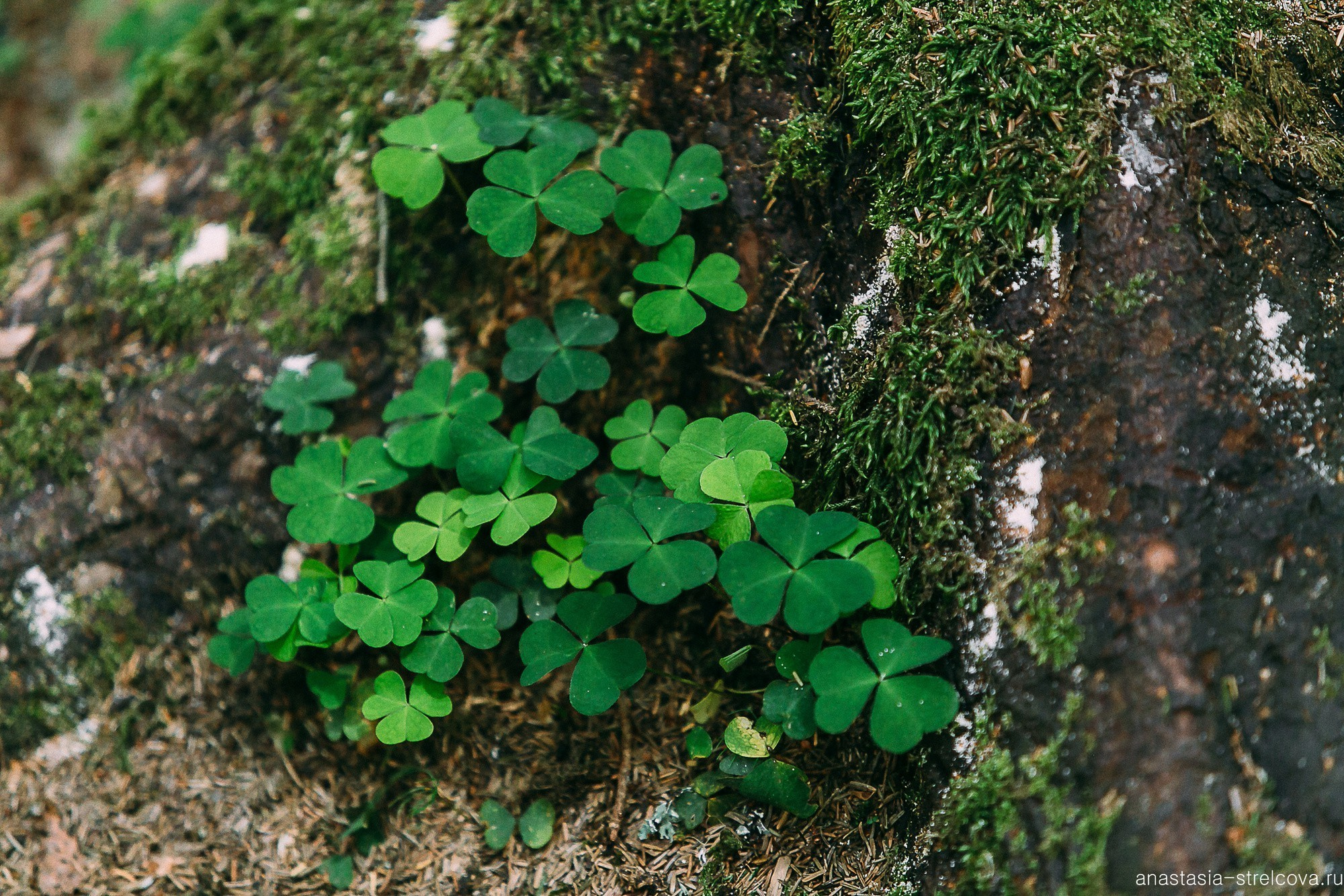 Главная - Светлана и Ярослав свадьба на Домбае  - фотограф Анастасия Стрельцова 