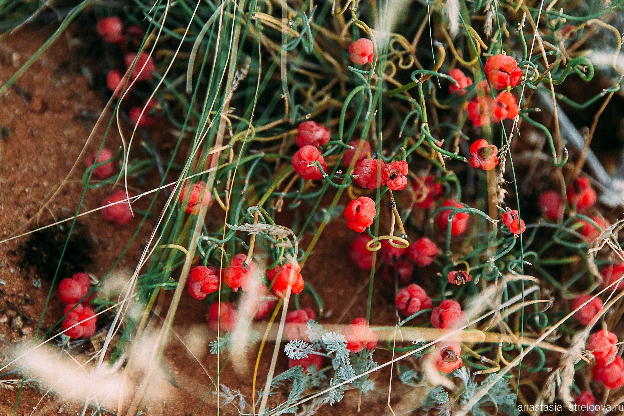 Главная - Саша и Вилли свадебный день  - Свадебный фотограф Анастасия Стрельцова