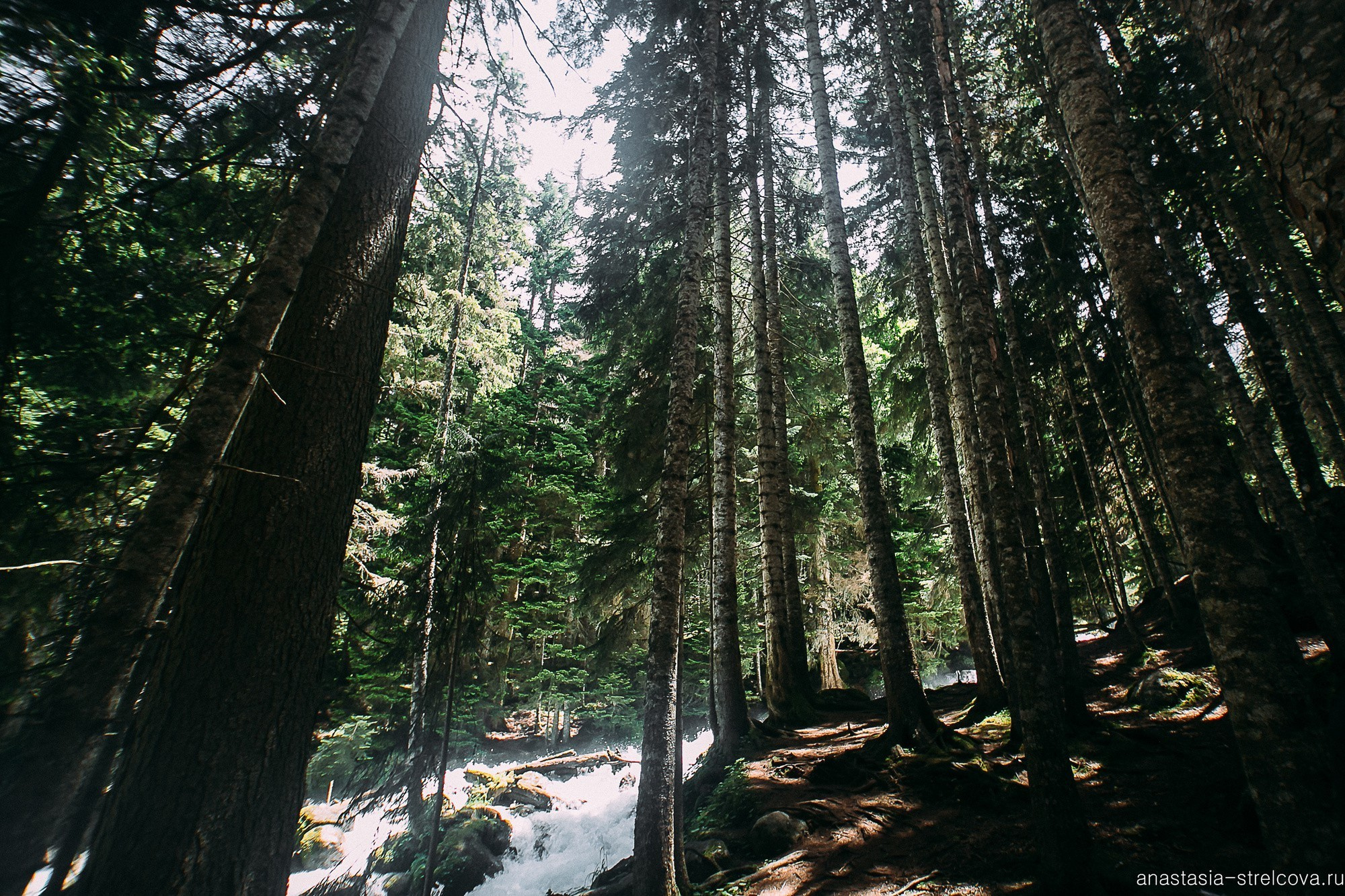 Главная - Светлана и Ярослав свадьба на Домбае  - фотограф Анастасия Стрельцова 