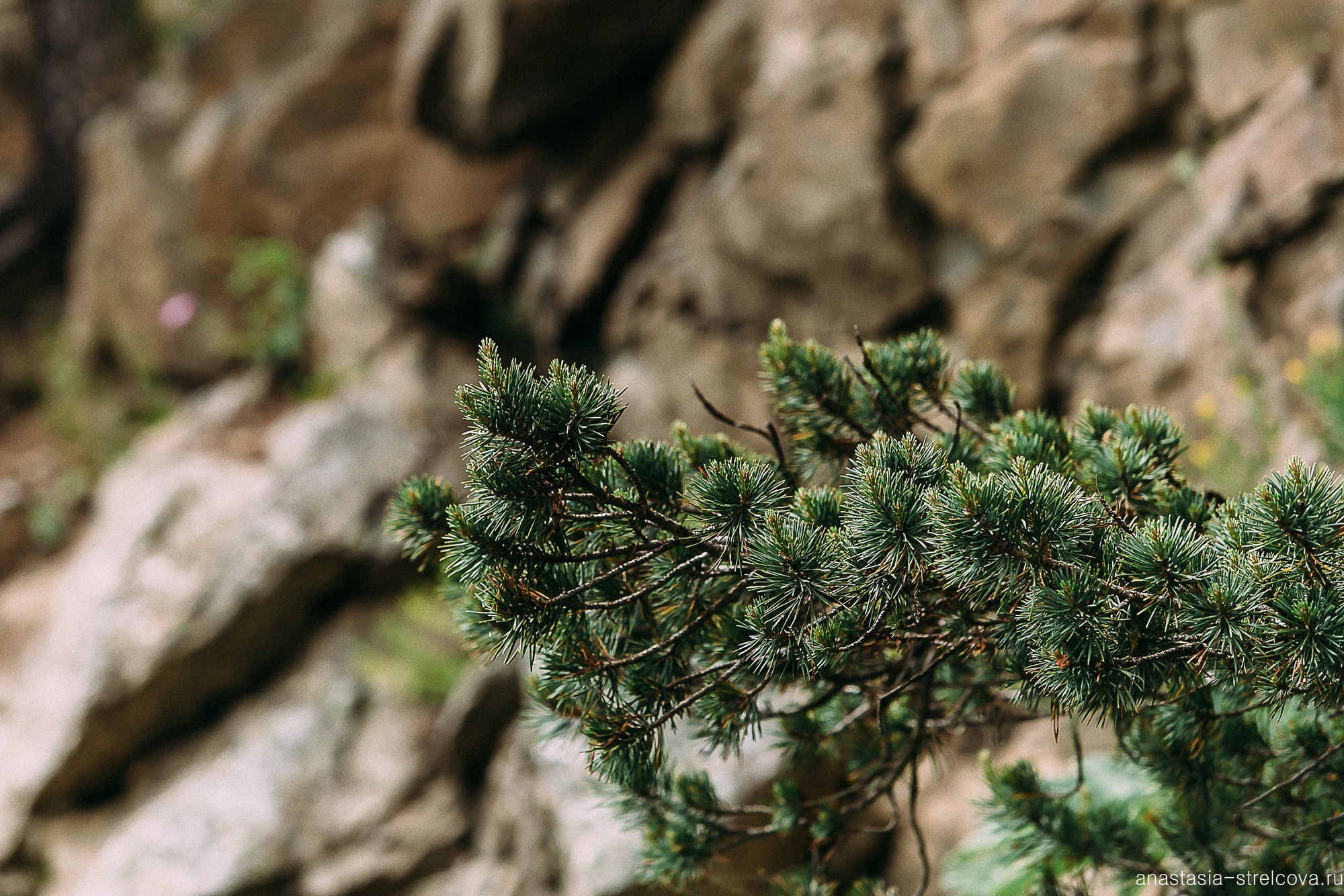 Главная - Светлана и Ярослав свадьба на Домбае  - фотограф Анастасия Стрельцова 
