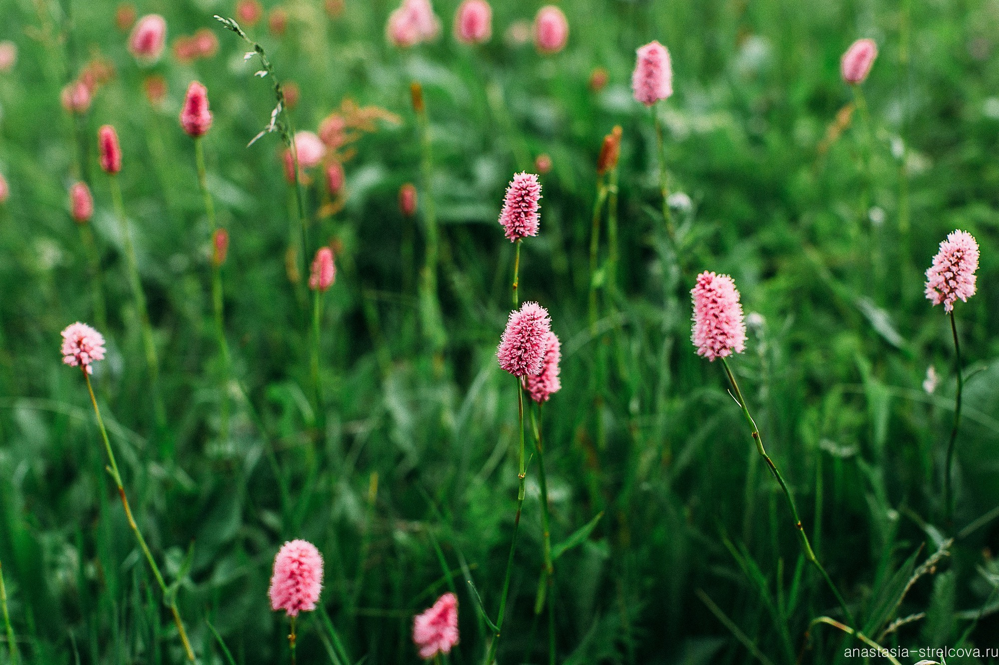 Главная - Хава и Артём свадьба на Домбае  - Свадебный фотограф Анастасия Стрельцова