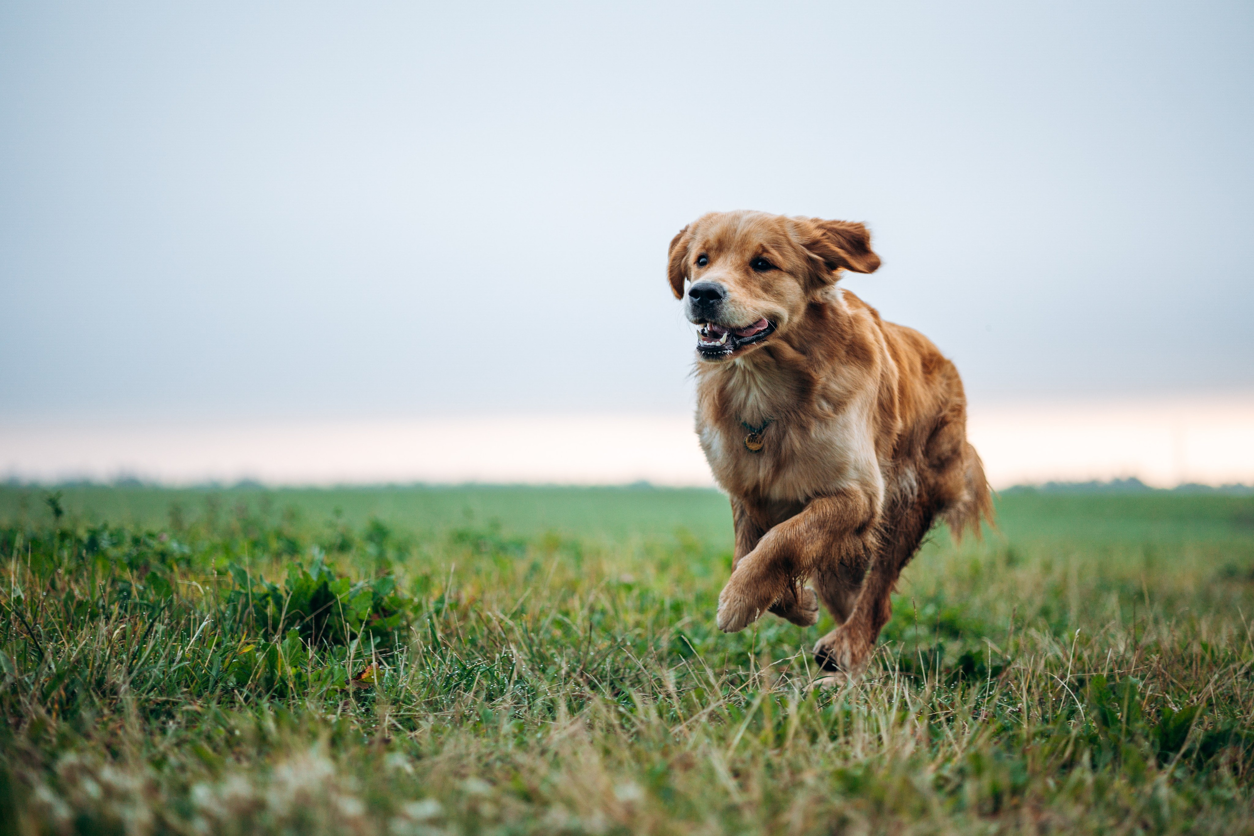 Аня и Ноллан. Фотограф — Анималист | Санкт-Петербург