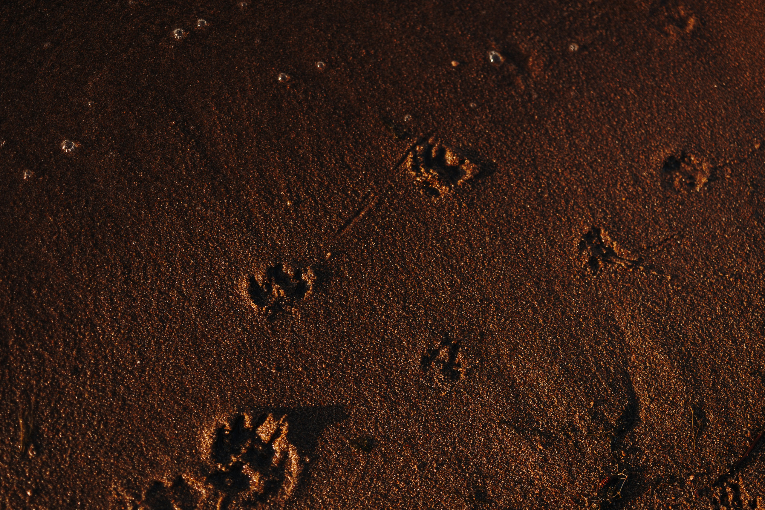 Найт и его семья. Фотограф — Анималист | Санкт-Петербург