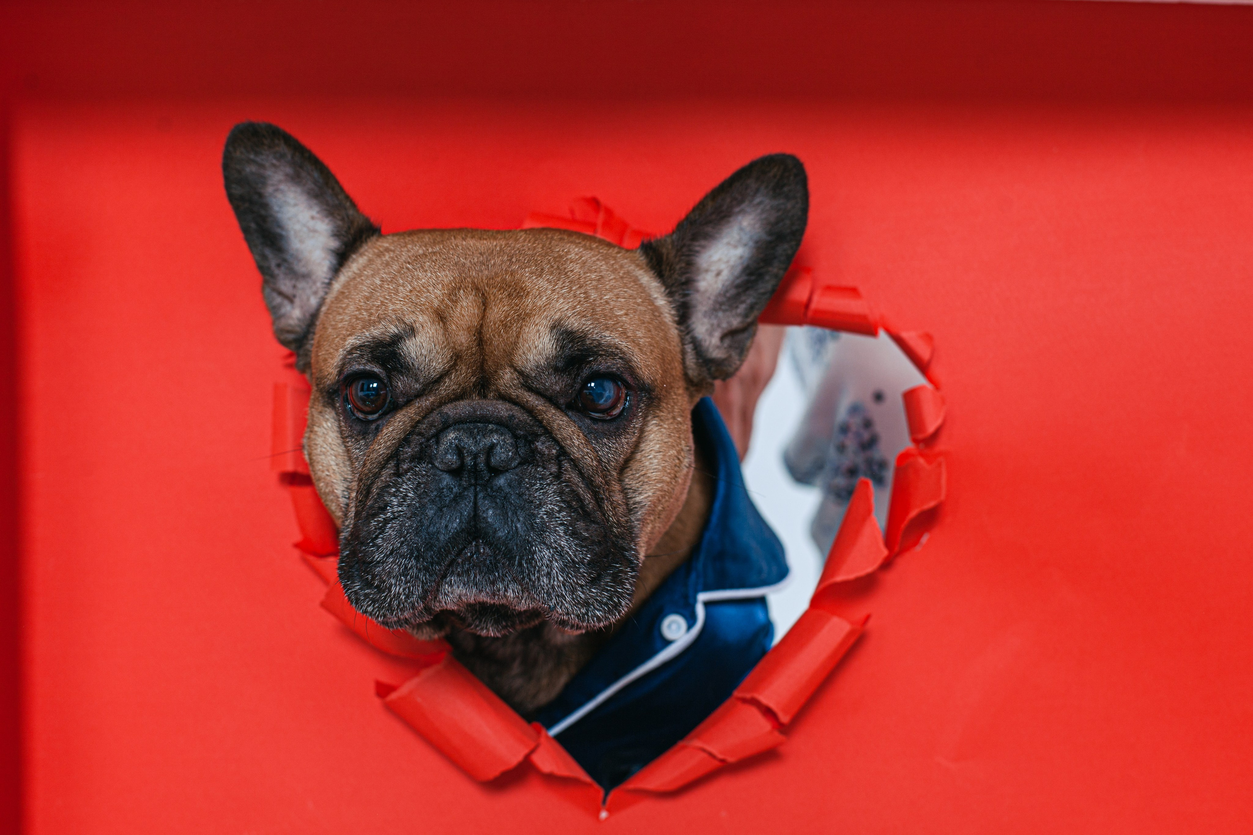 Пижамная вечеринка французских бульдогов и их хозяев. Фотограф-анималист Татьяна Степанова