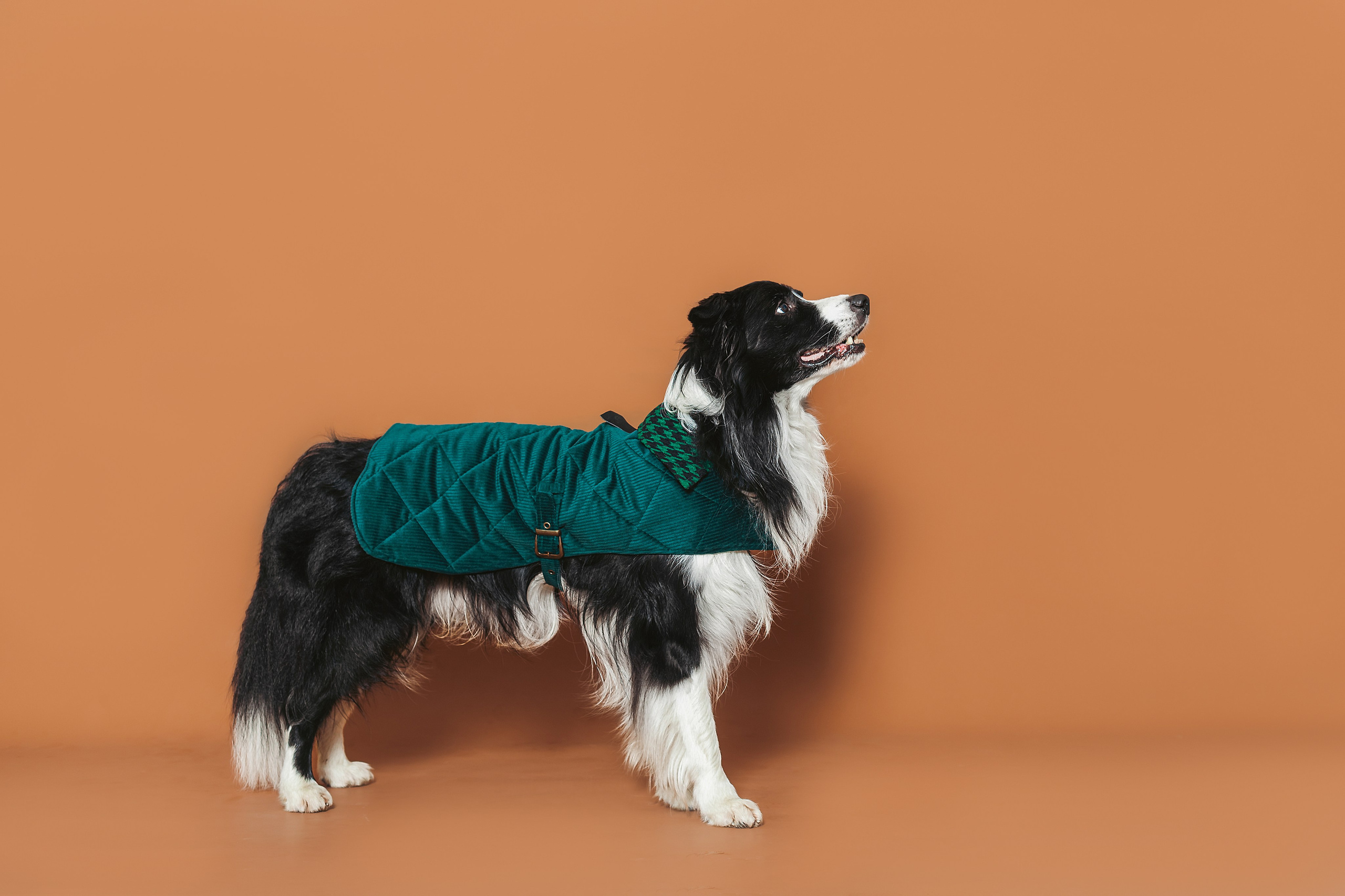 Съемка для бренда TEDDYBOY. Фотограф-анималист Татьяна Степанова