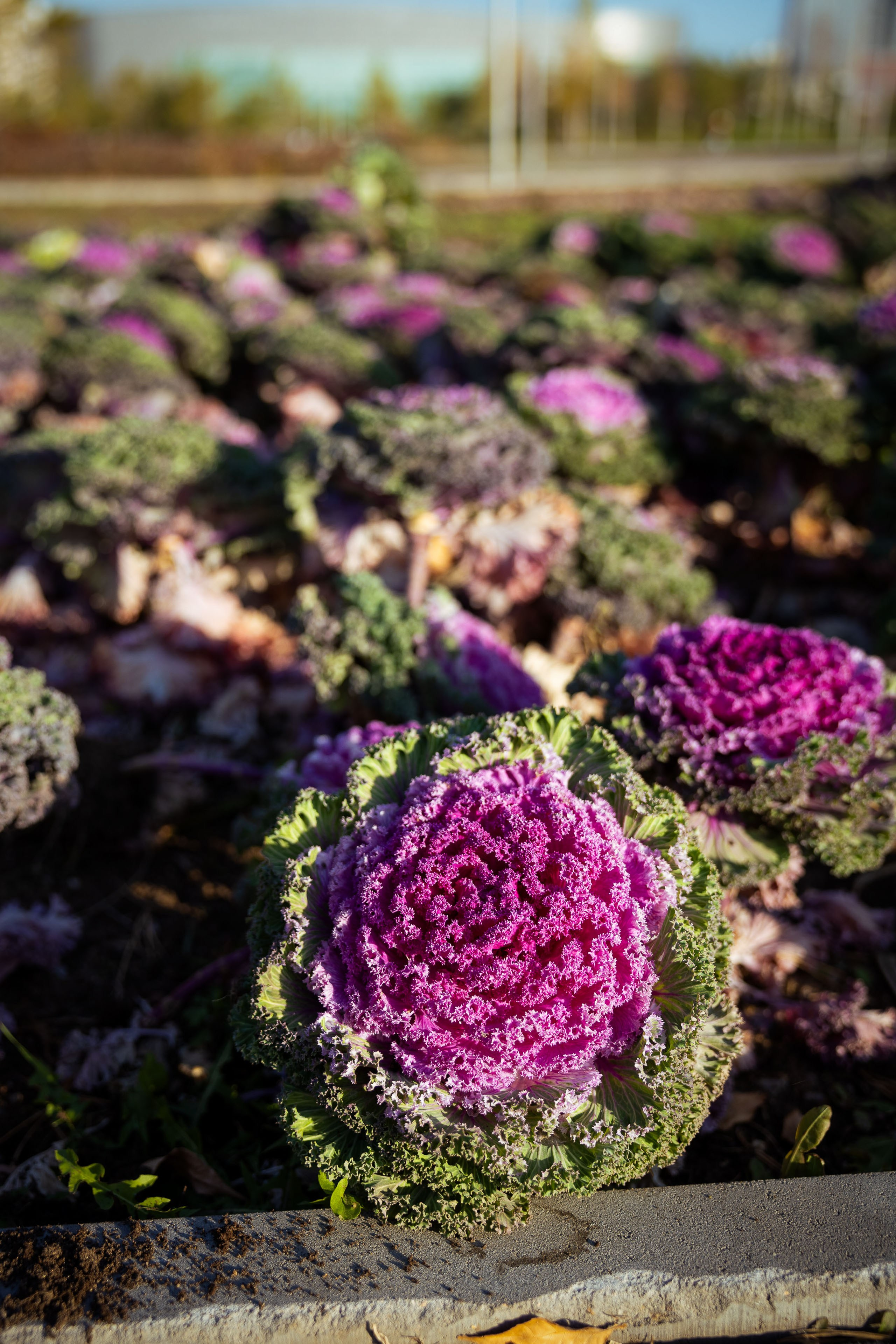 Казахстан (осень 2024). Фотограф Виноградов Константин