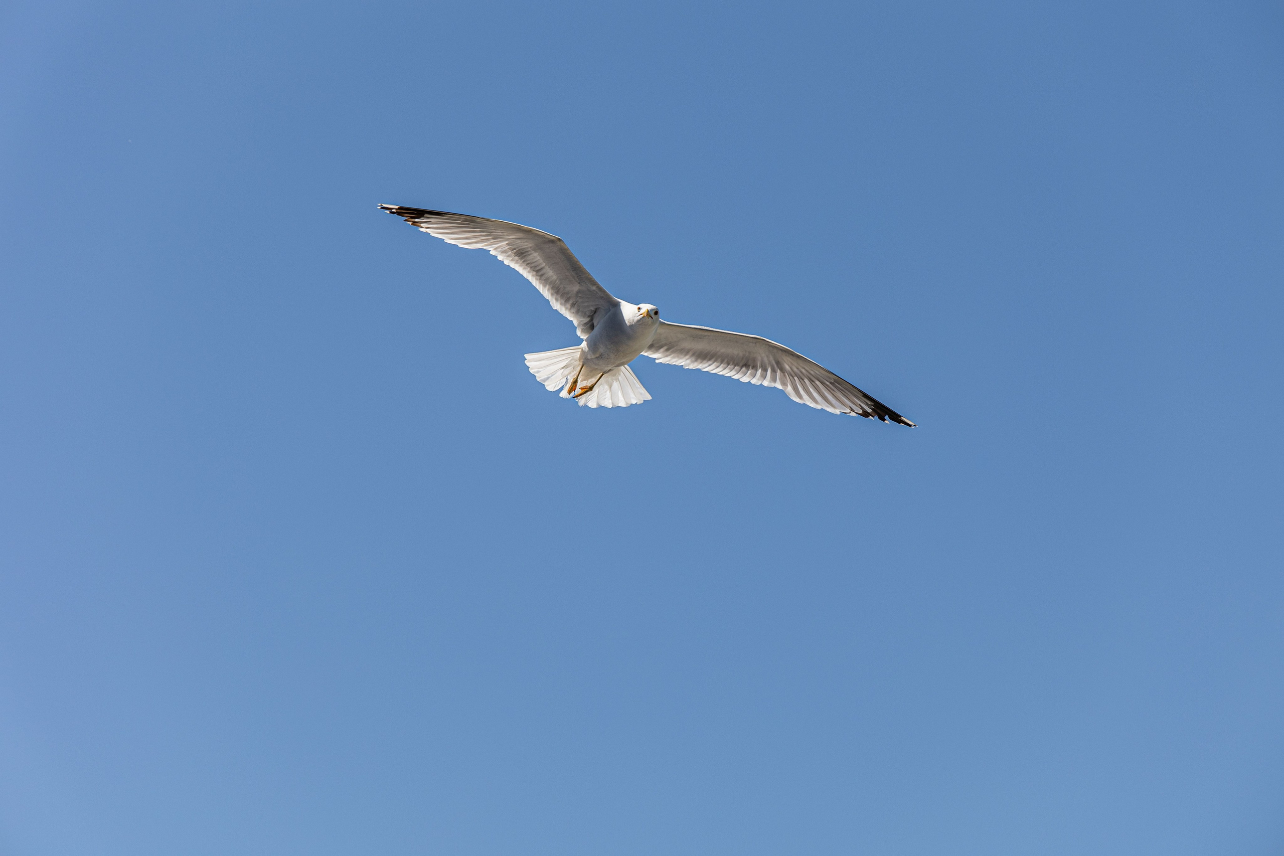 Фотограф Татьяна Марсуверских г. Жуковский, Москва и Мо. Репортажные съёмки, фотосессии,  фотограф анималист, фотосъёмка животных. Фотограф для маркетплейсов, фотоуслуги в Жуковском Татьяна Марсуверских