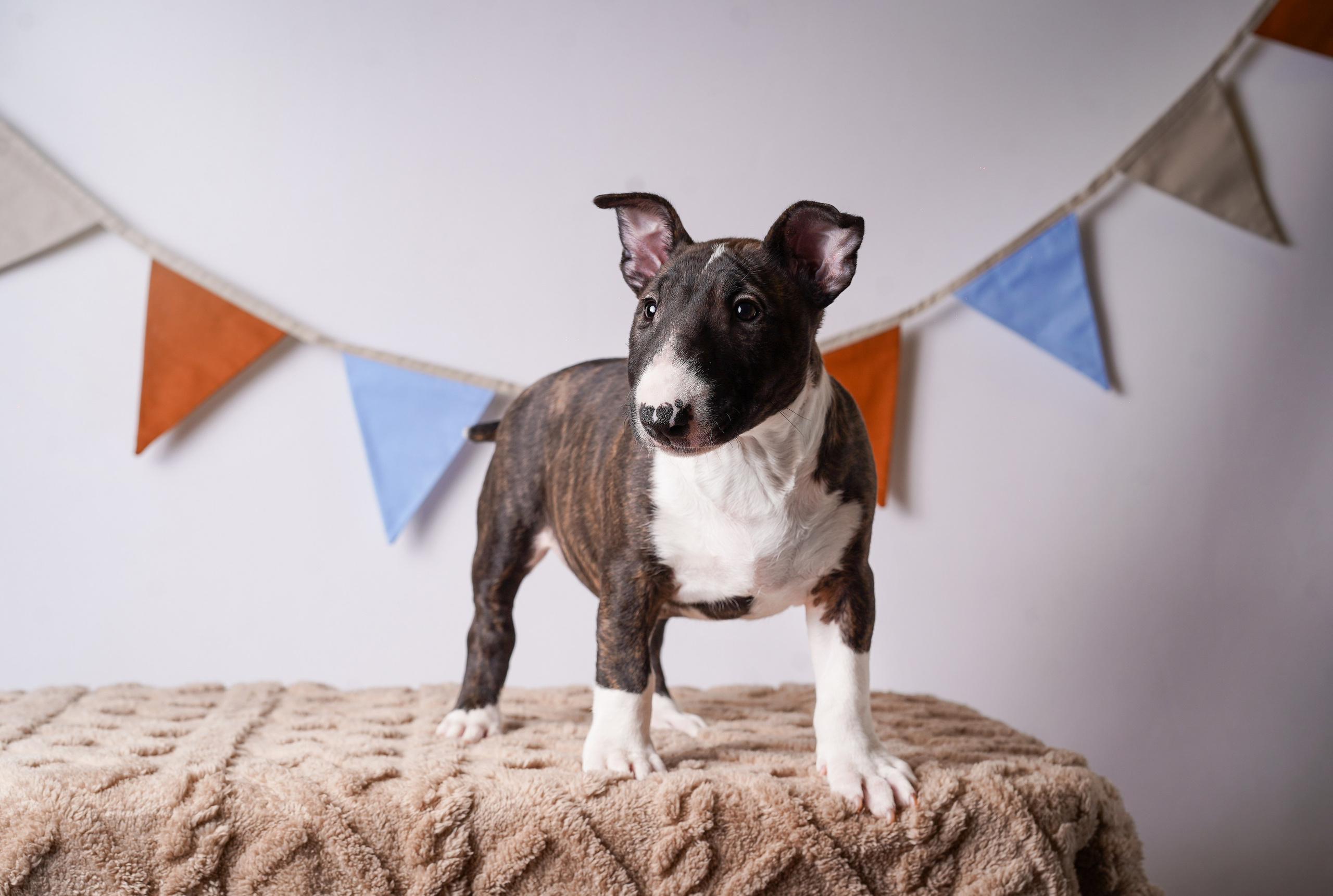 Щенки минибультерьера. Фотограф-анималист в Санкт-Петербурге Яна Мартынова