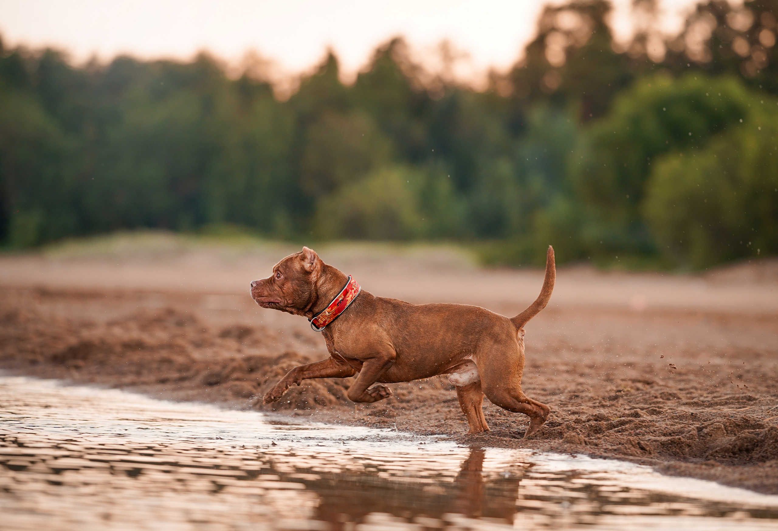 Татьяна Изи и Джем. Фотограф-анималист в Санкт-Петербурге Яна Мартынова