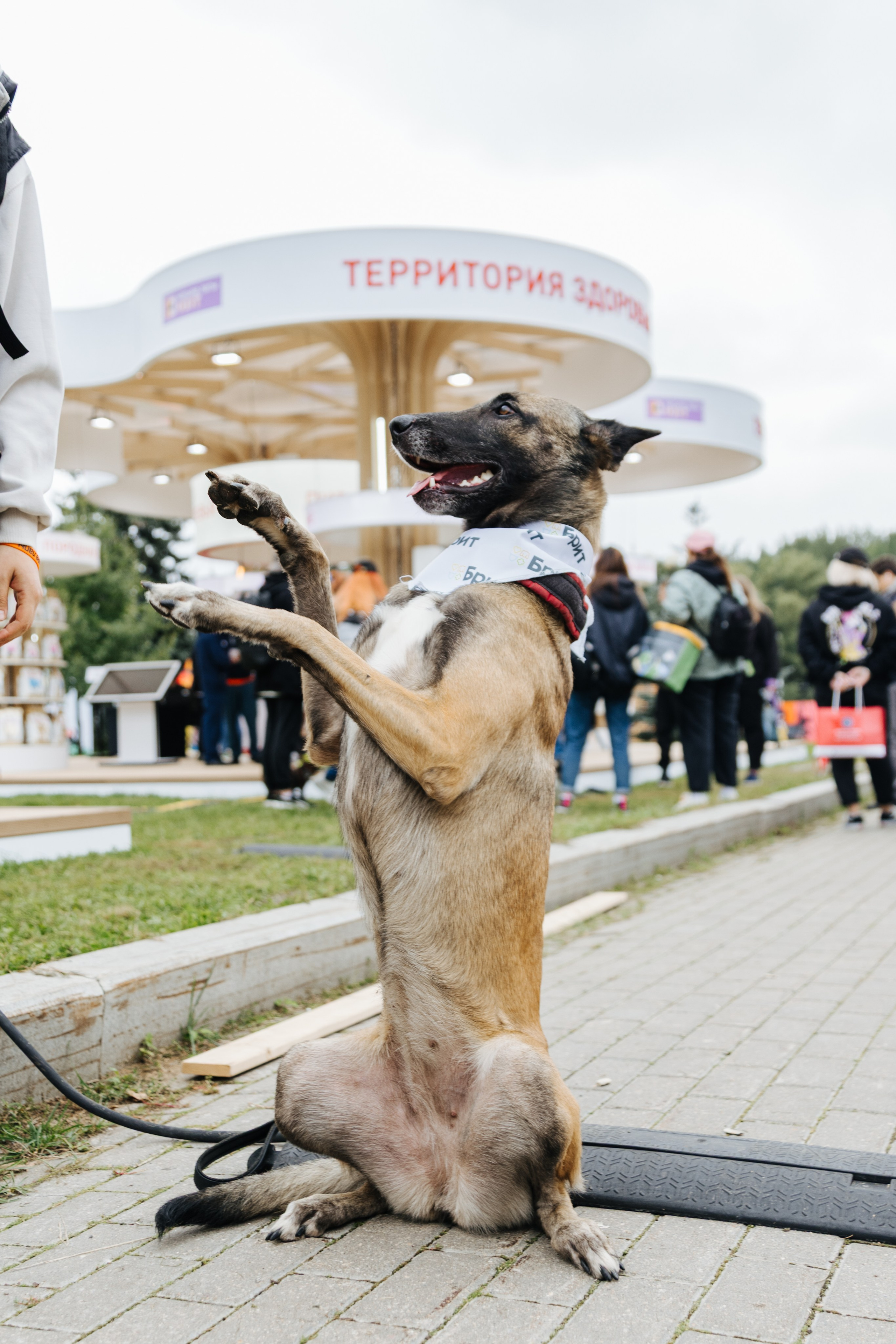 Хвостатый репортаж. Аксана Лисовская фотограф в Москве. Фотографии с характером