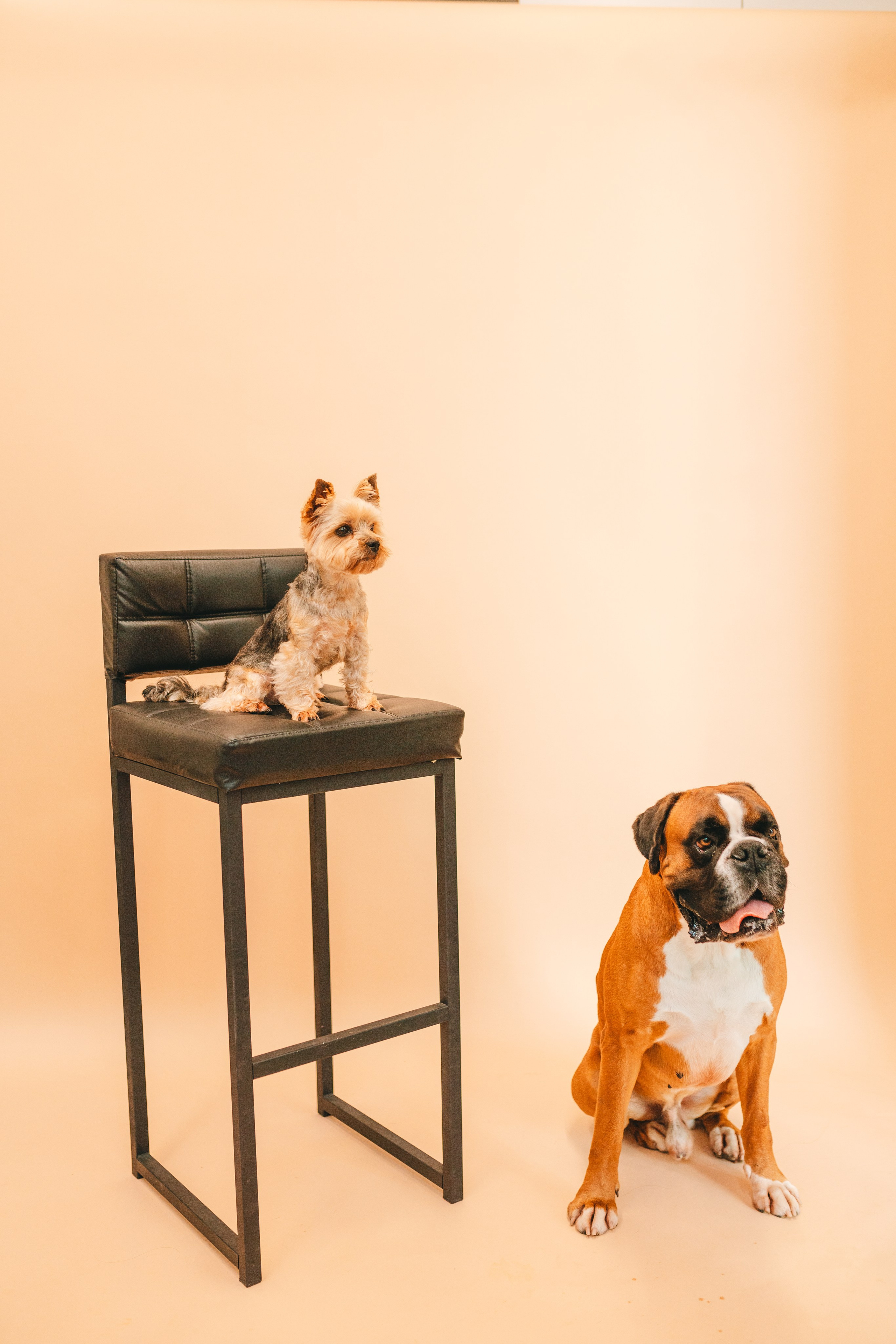 Груминг — салон. Фотограф анималист Осипчикова Мария