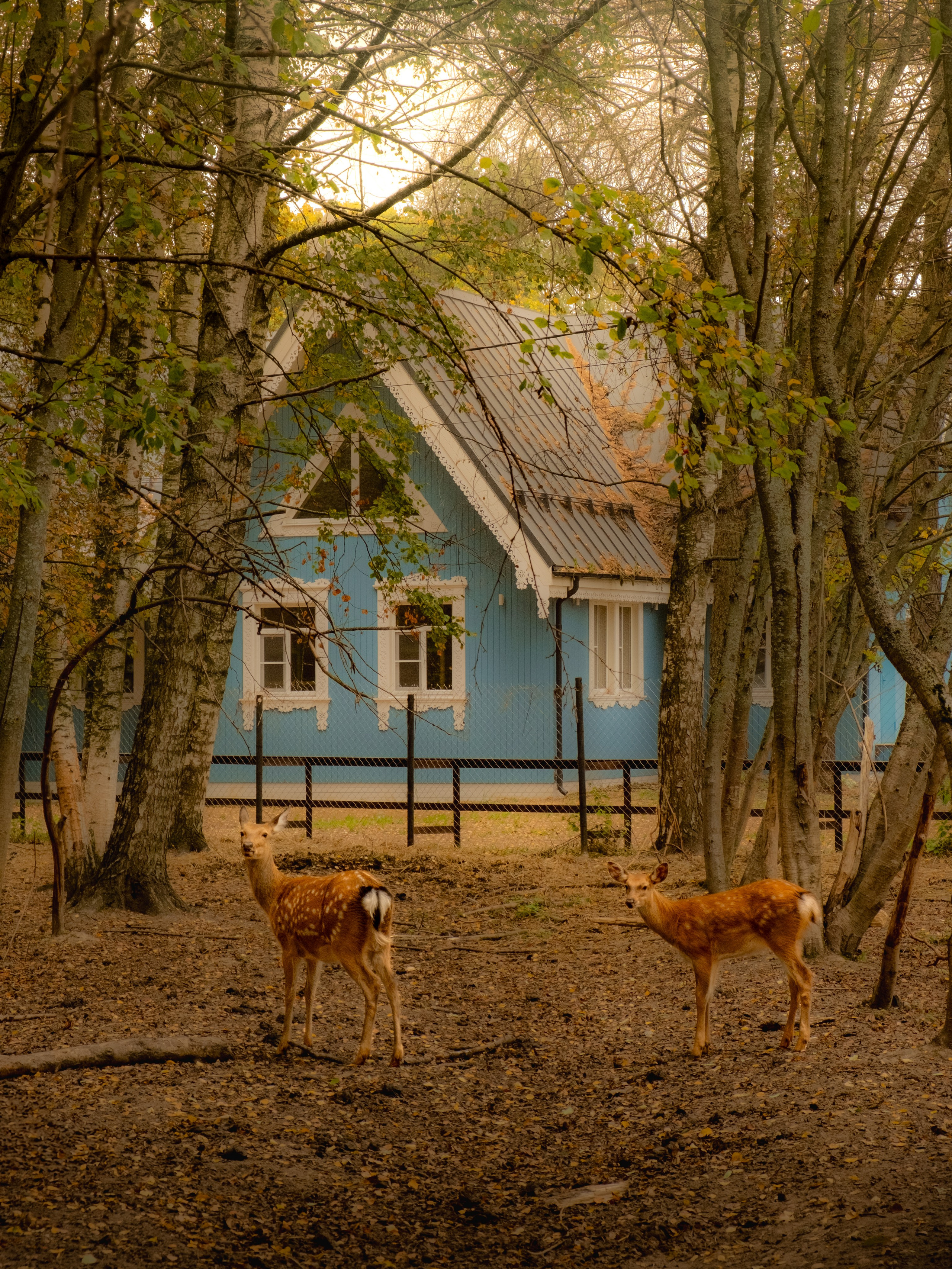 Животные. Фотограф в Зеленограде Егор Дронов