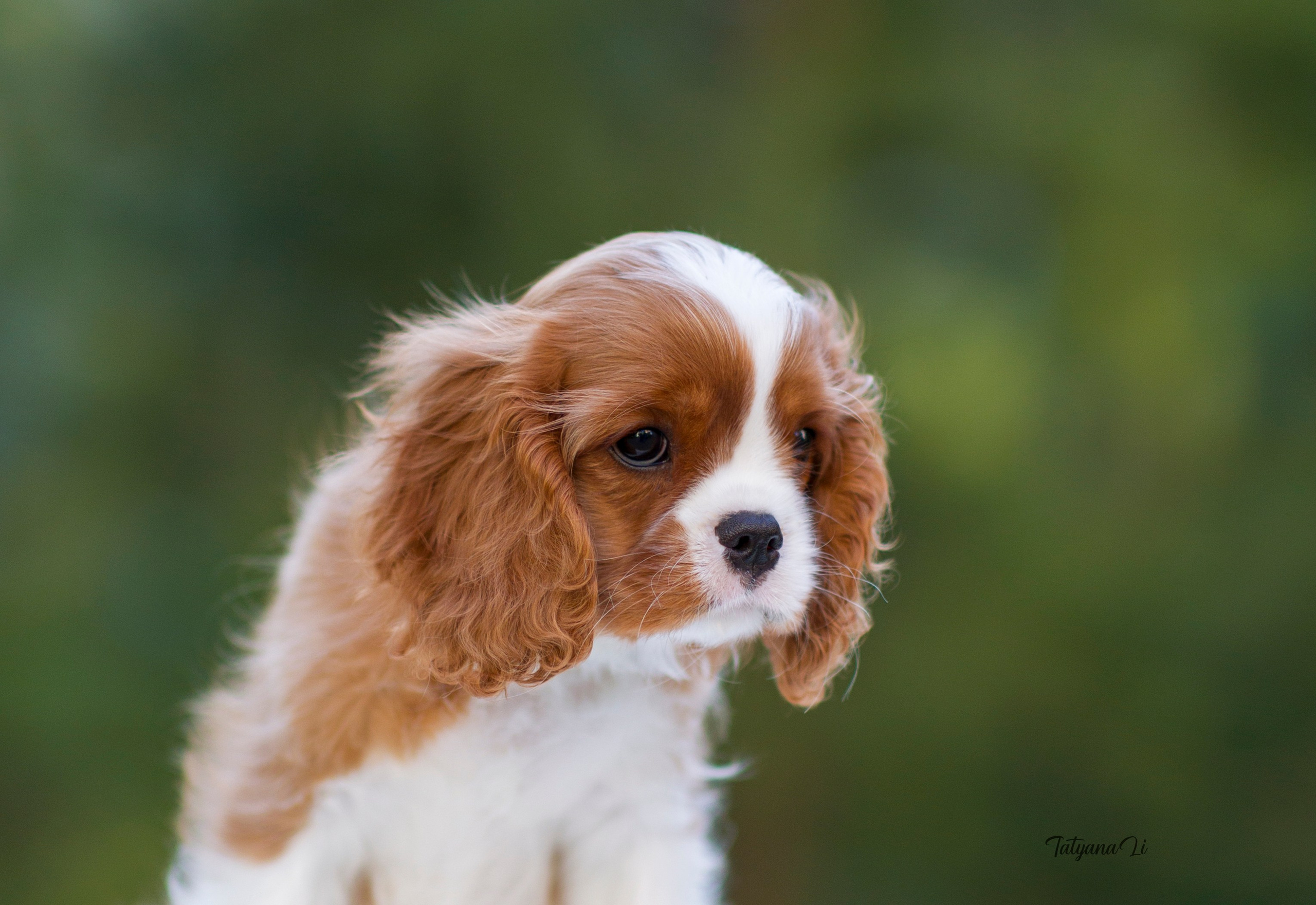 Кавалер-Кинг-Чарльз-Спаниель. Фотограф — анималист Татьяна Ли