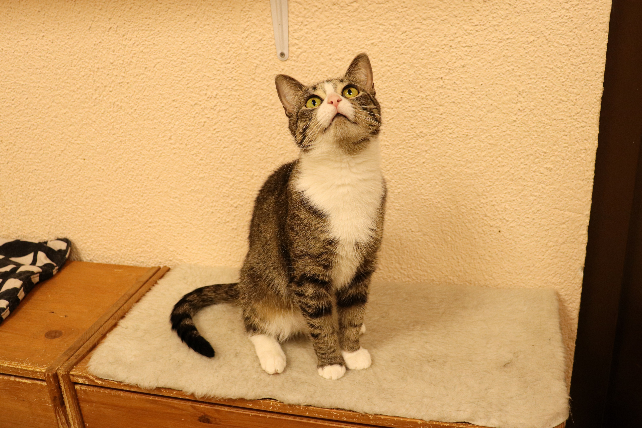 Петербургский дом кота (27 июня 2024). Ивентный фотограф в Санкт-Петербурге Олег Комков