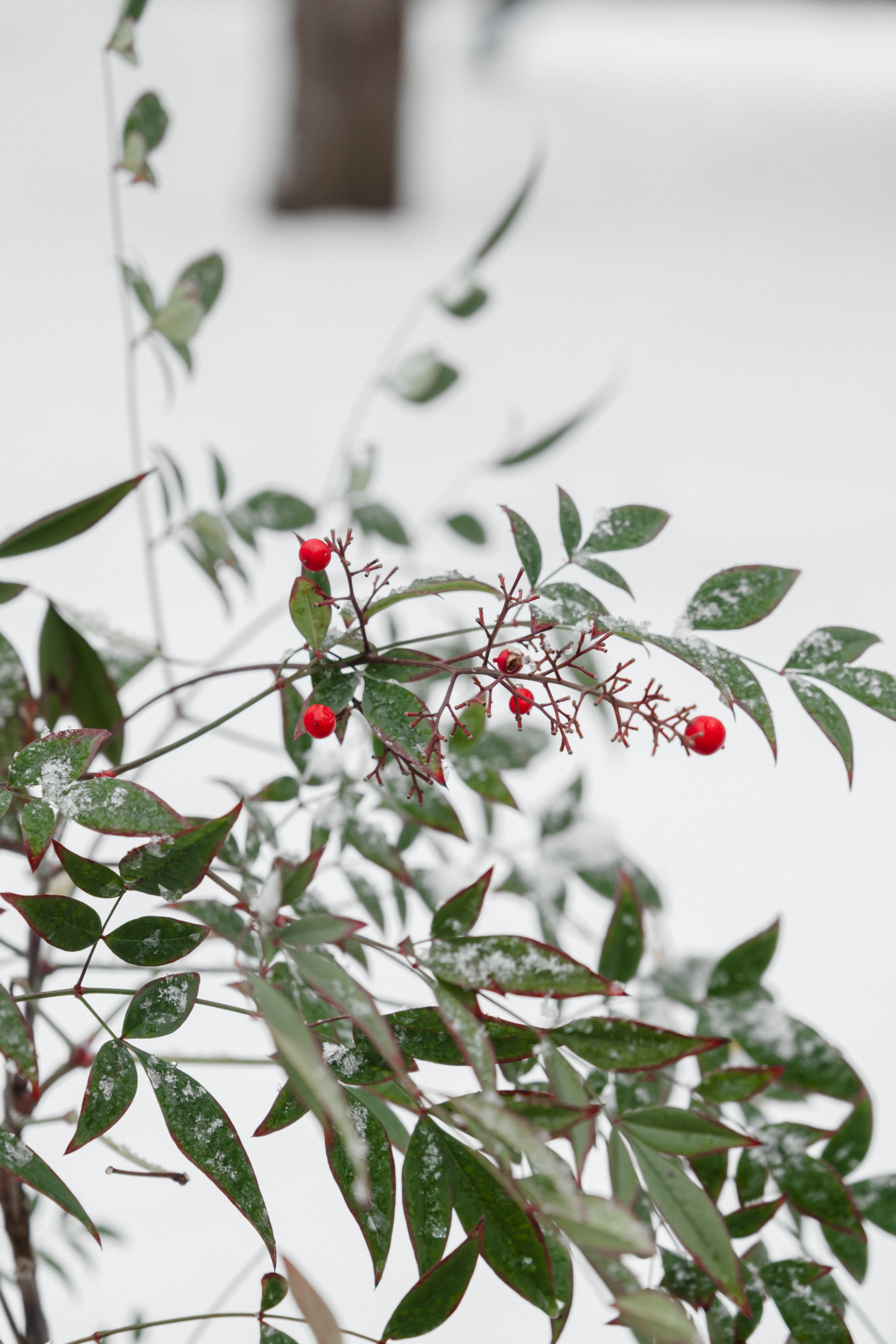 Japanese Garden in Krasnodar. Ekaterina Symidi. Interior Photographer