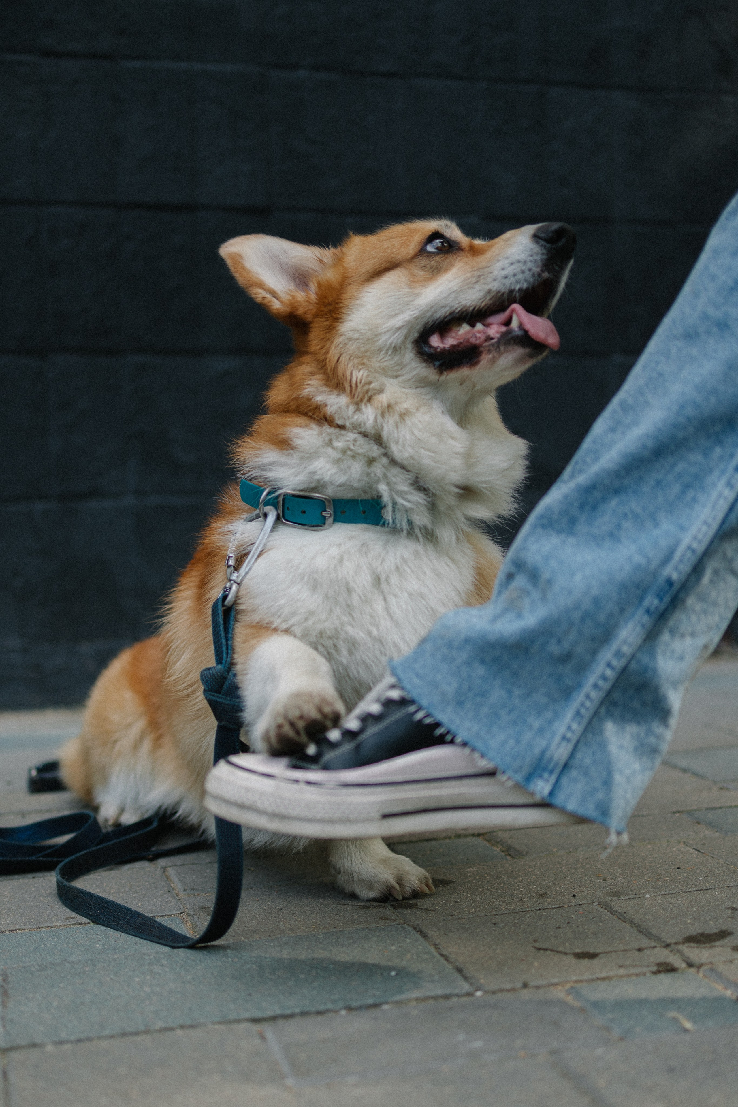 Брюс, Вейв и их ро. Фотораф — анималист Мария Шистка