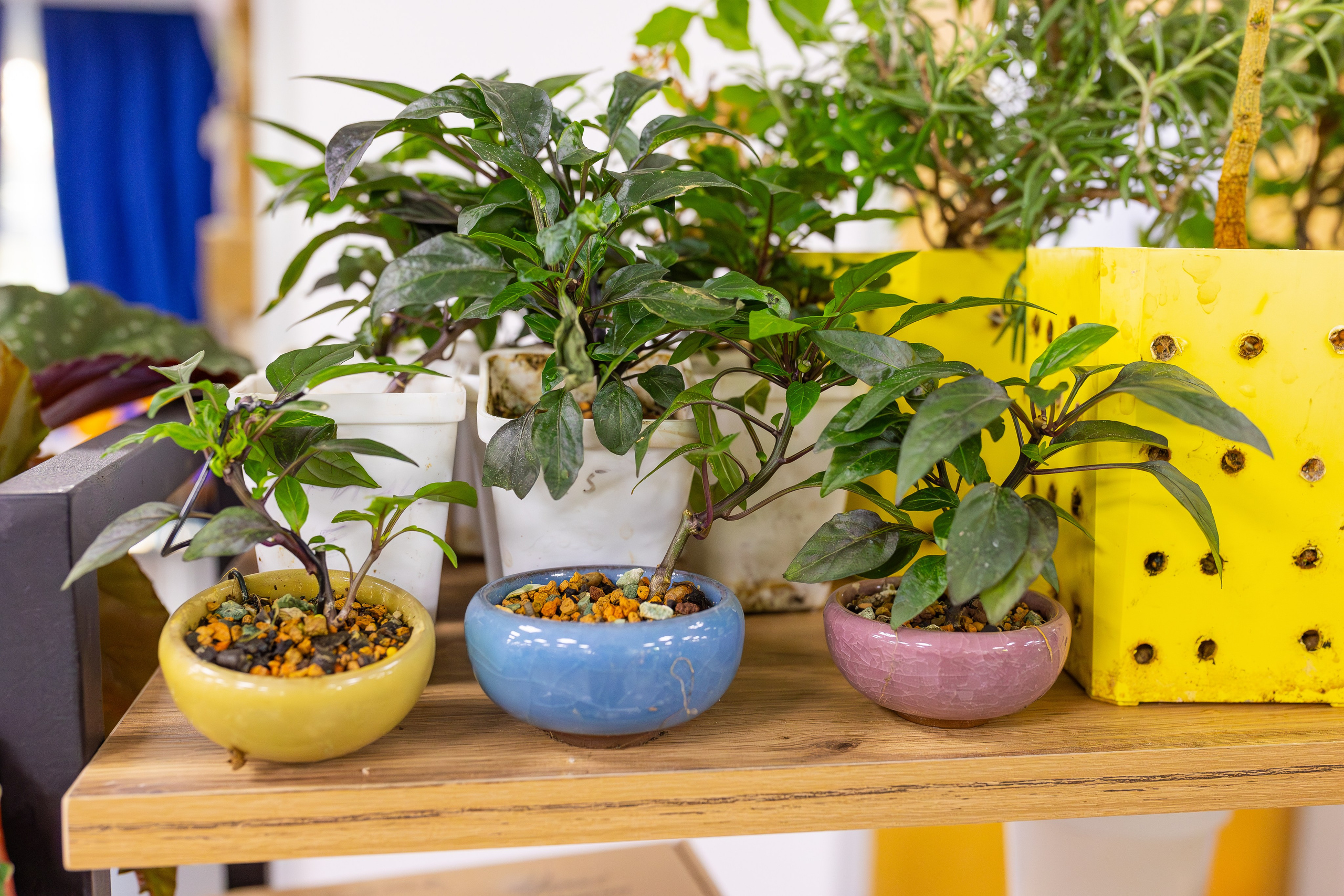 Орхидиум сентябрь 2025. Александра Куликова фотограф, Москва