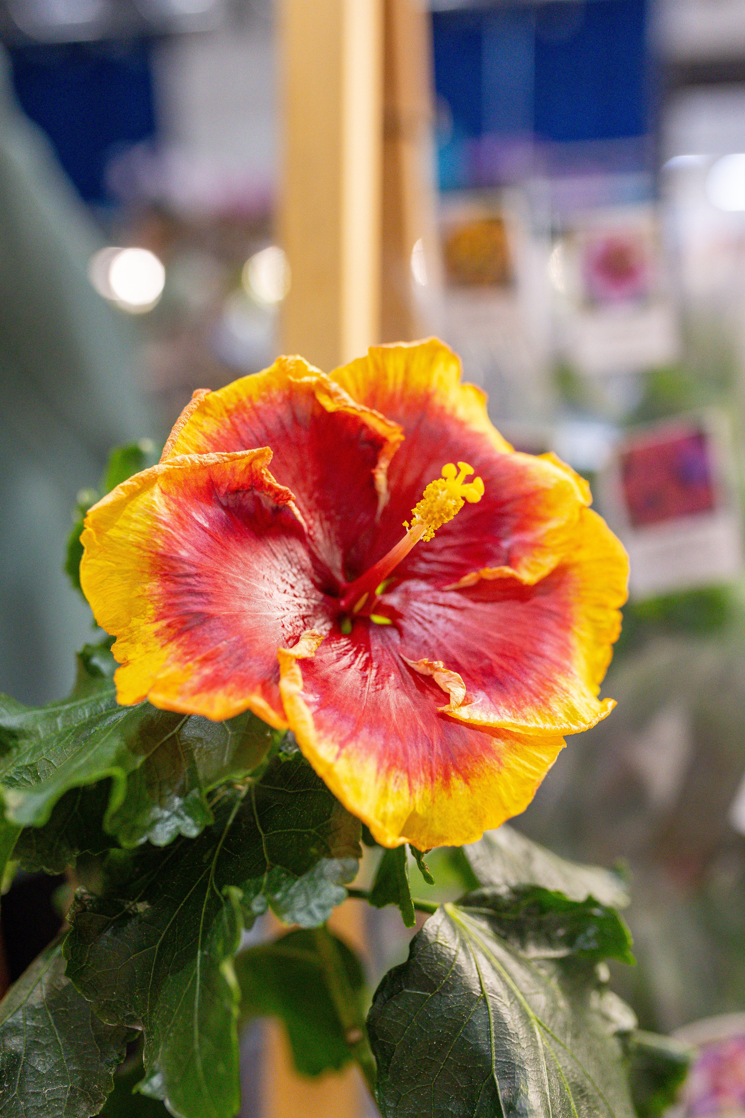 Орхидиум 12.2025. Александра Куликова фотограф, Москва