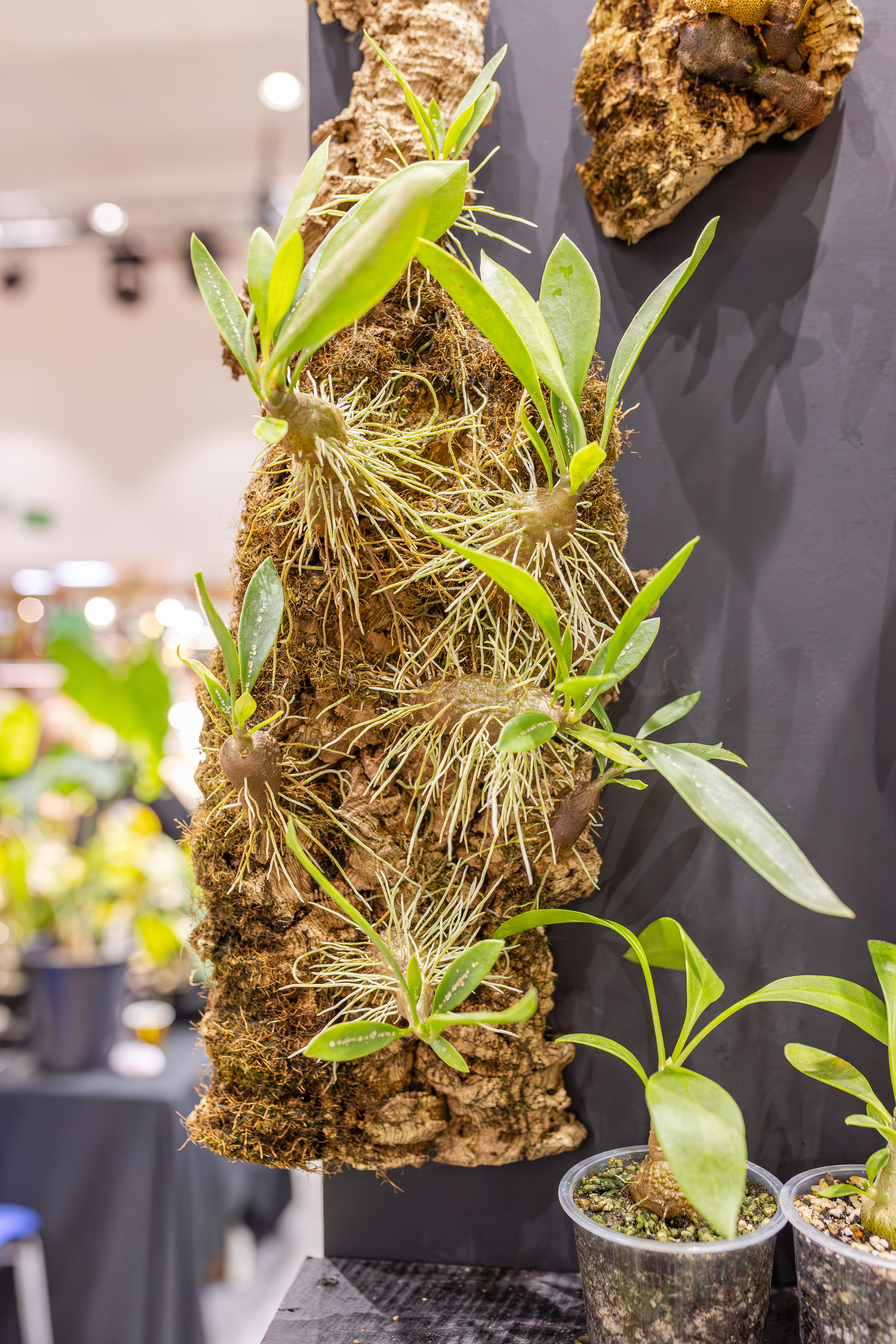 Монстериум апрель 2026. Александра Куликова фотограф, Москва