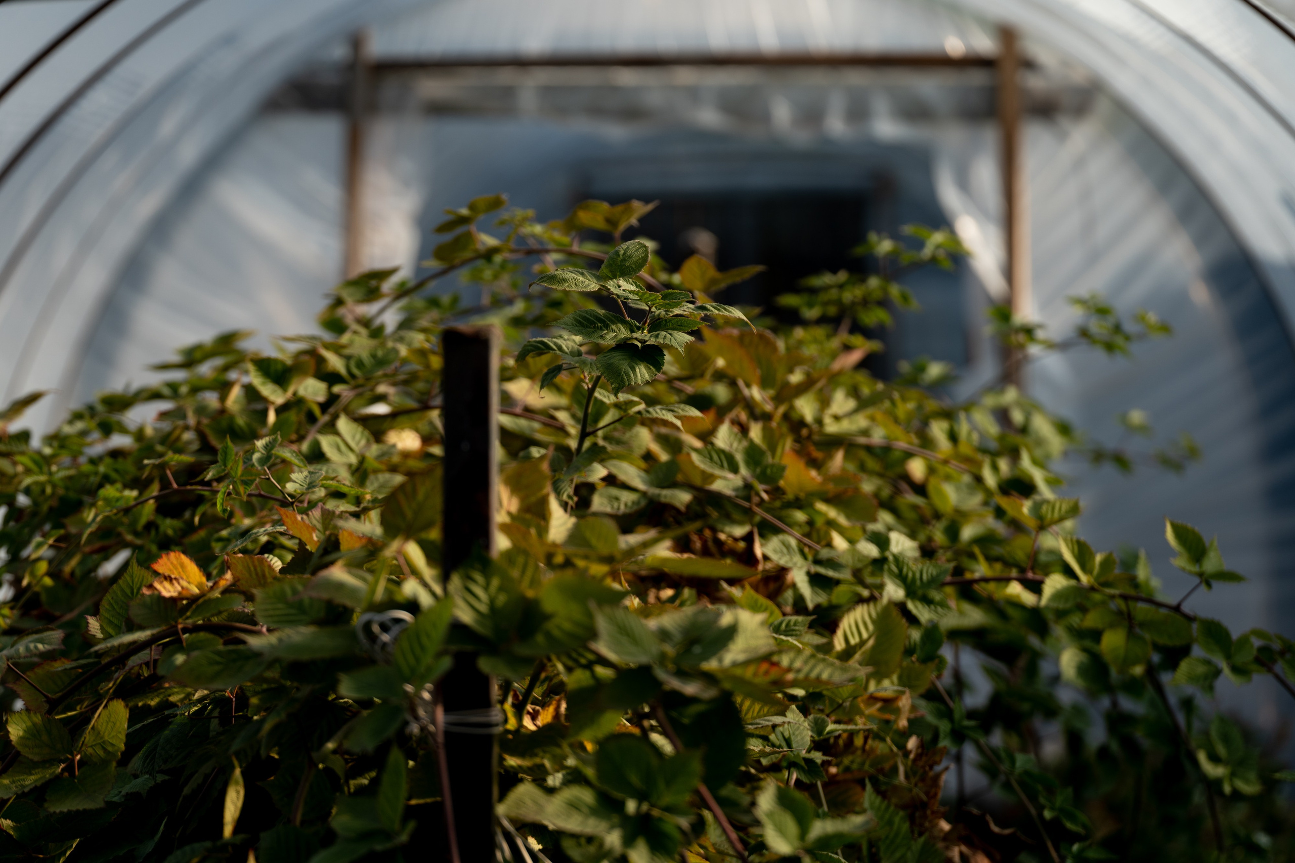 Валерия и Владислав Ращектаевы. Фермеры. Репортажный фотограф Наталья Лапцевич