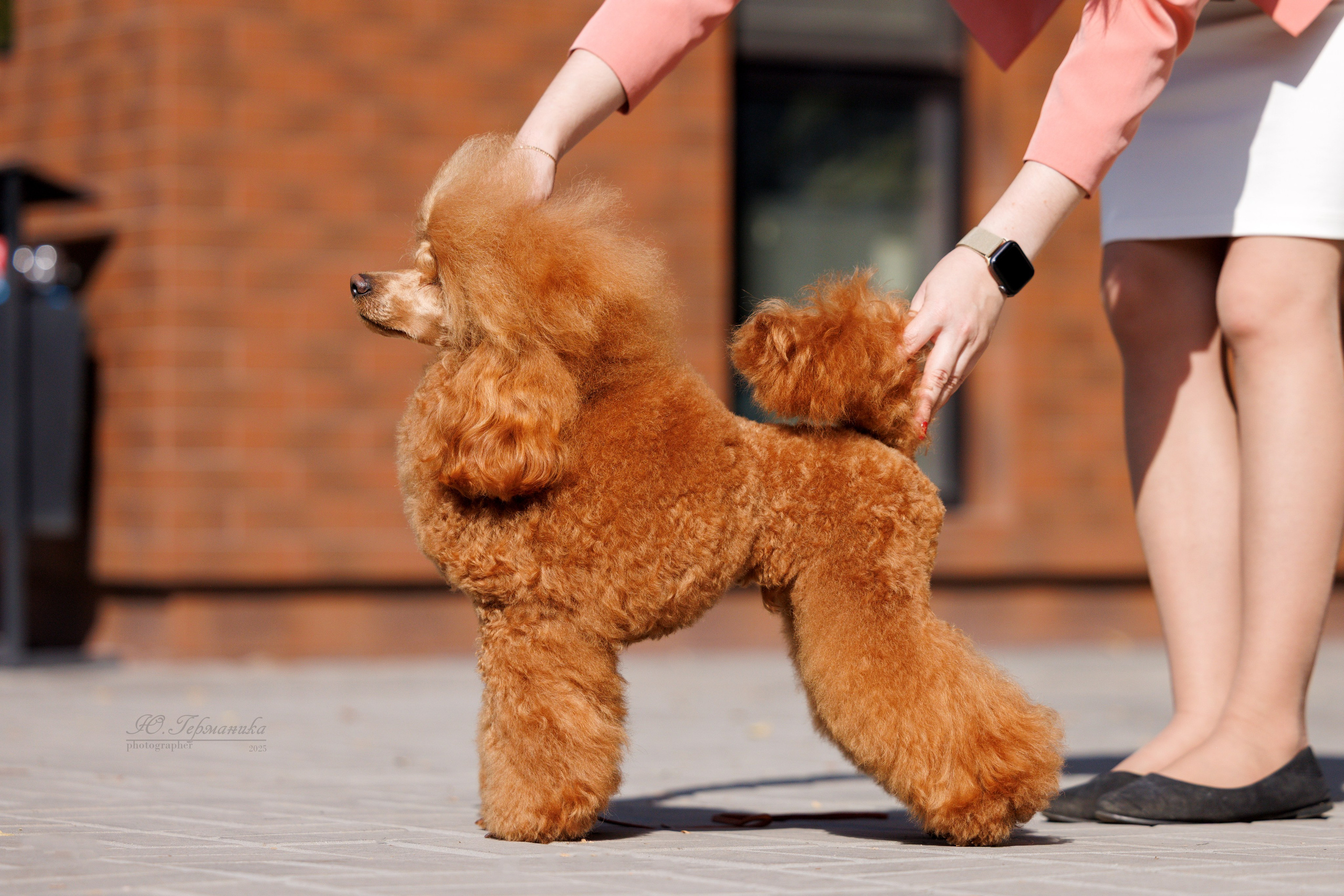 Бишкек 3х CACIB 26-28.09.2025. Фотограф-анималист Юлия Германика