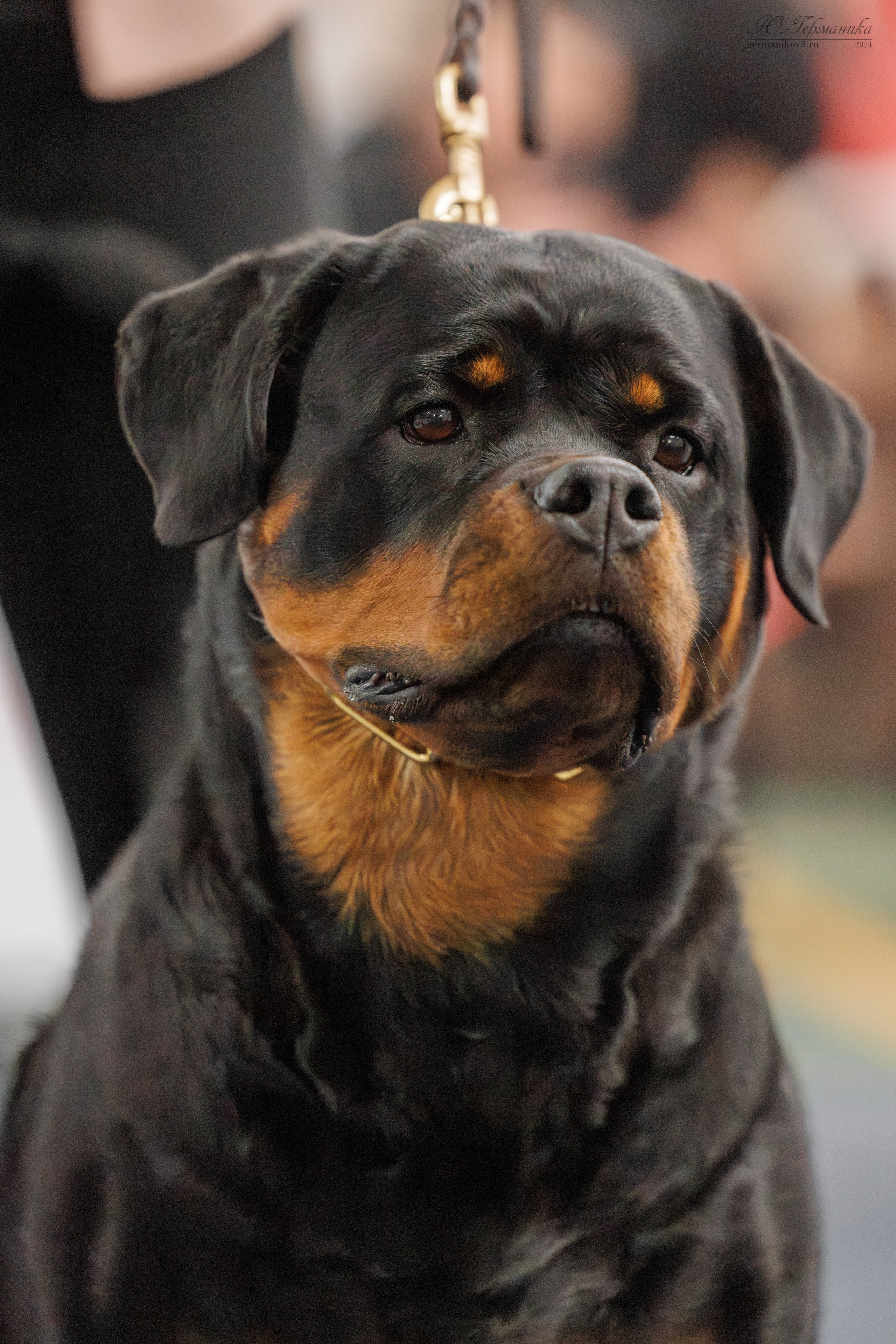 Сфера и Крокус 8,9,16 и 30.03.2025. Фотограф-анималист Юлия Германика