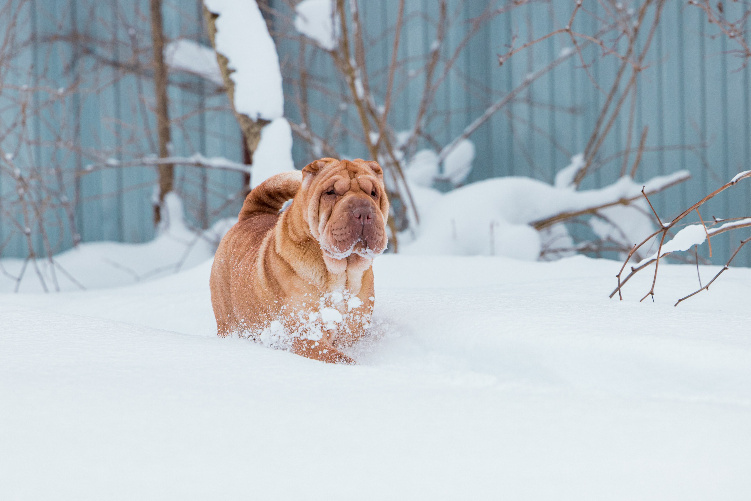 В гостях у шарпеев 16.01.2024. Фотограф-анималист Юлия Германика