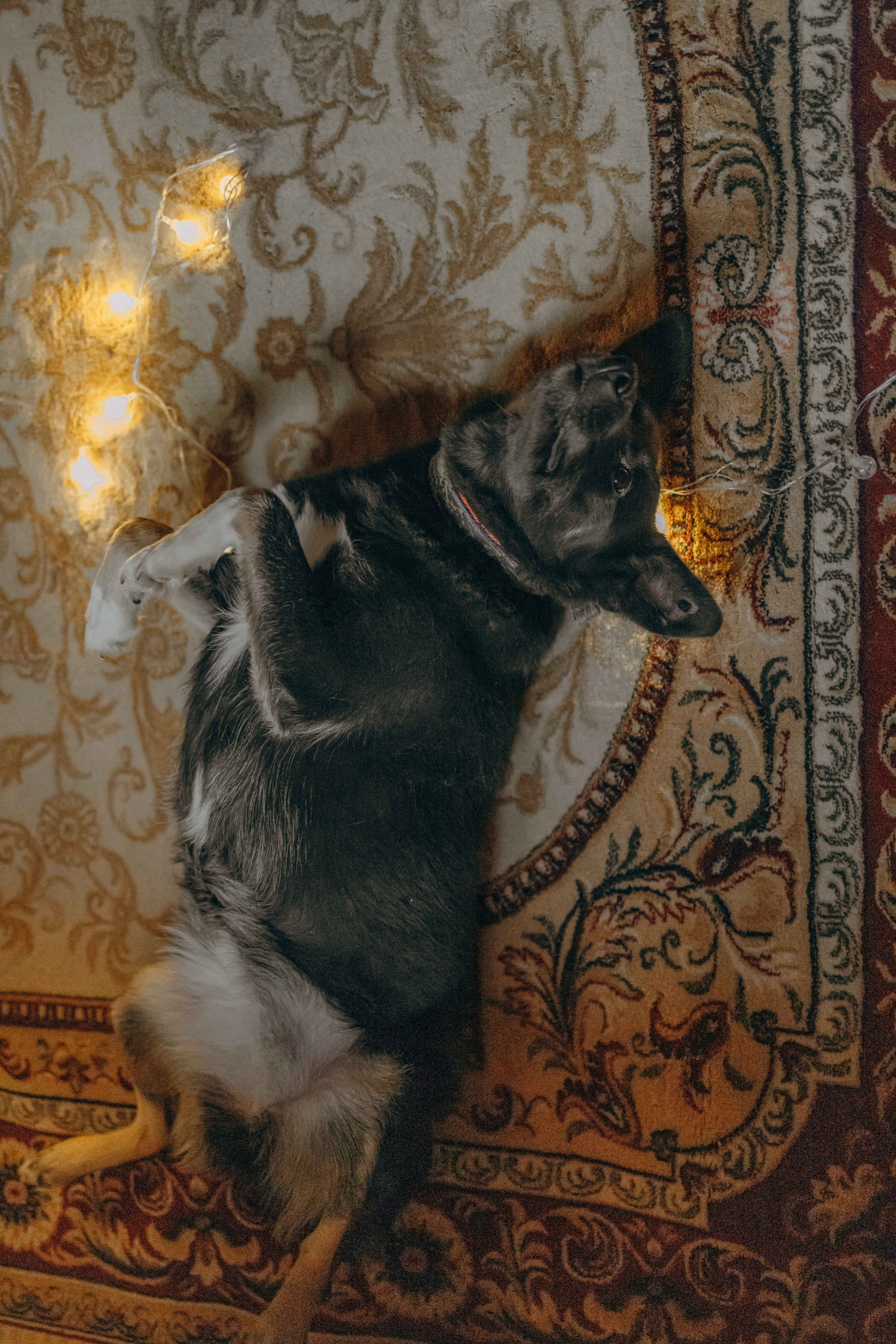 Передержка. Фотограф-анималист в Москве Лера Черноног