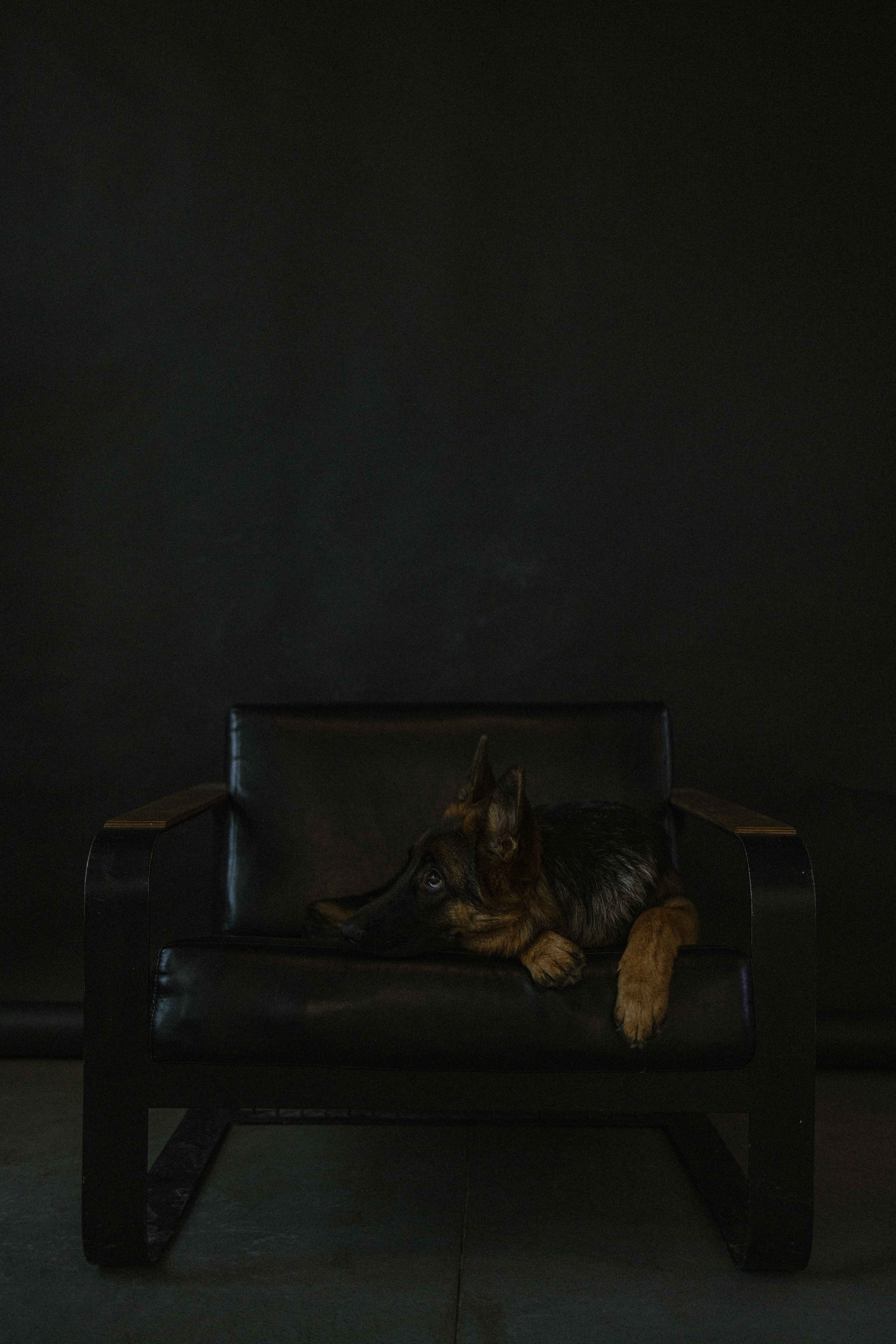 Ася и Буся. Фотограф-анималист в Москве Лера Черноног