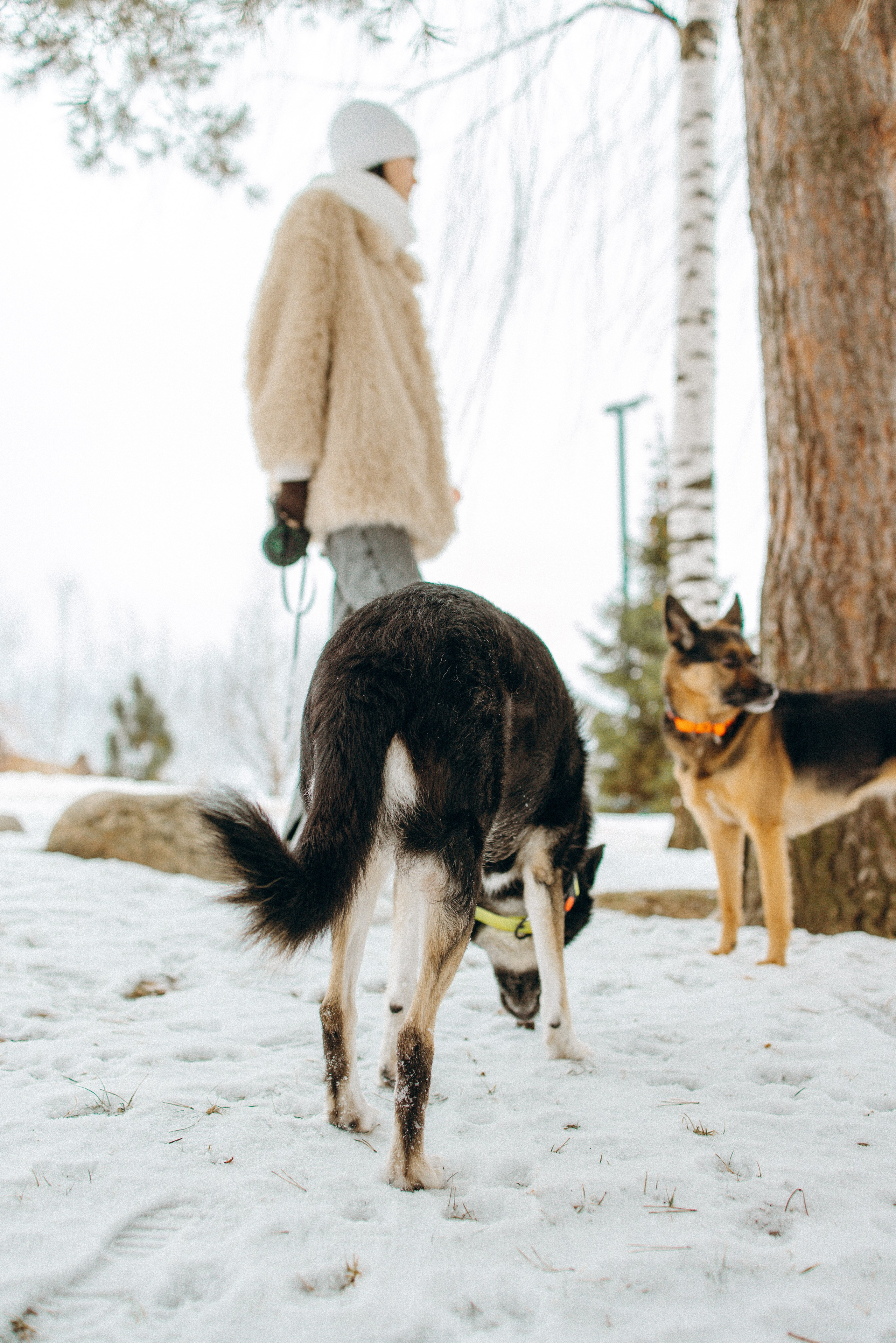 Ника, Матиша и Герда. Фотограф-анималист в Москве Лера Черноног