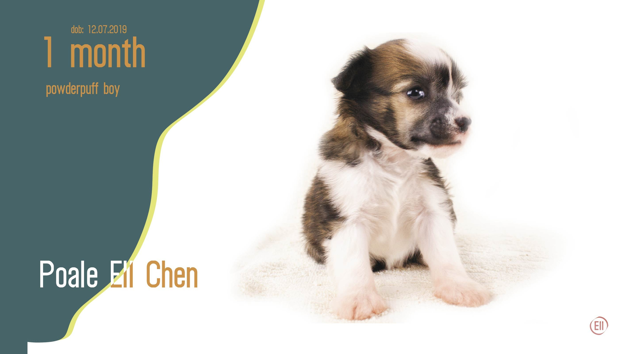 Litter C. Chinese Crested Dog Kennel Poale Ell