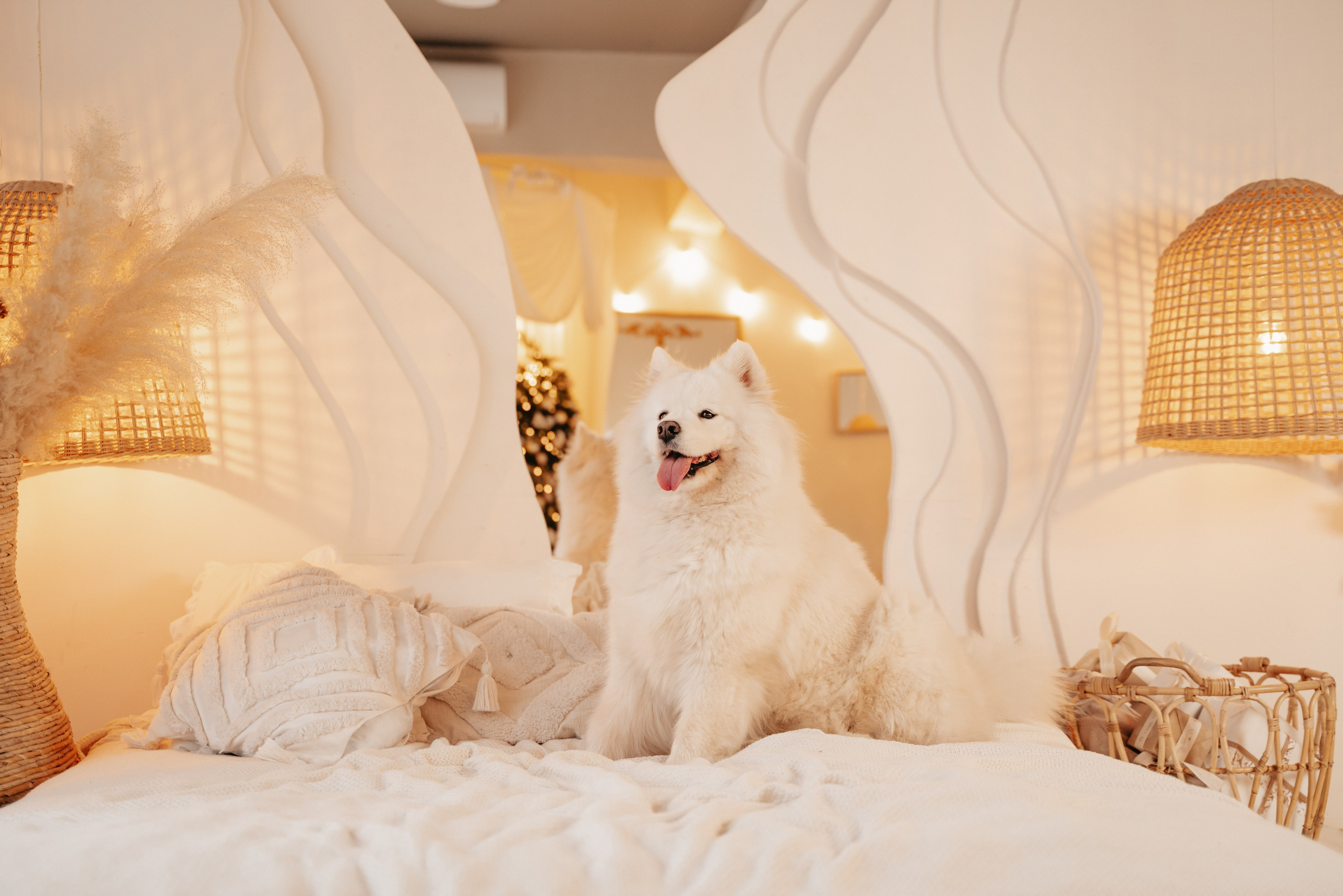 Съемка с животными. Питерский фотограф Светлана Ковалева