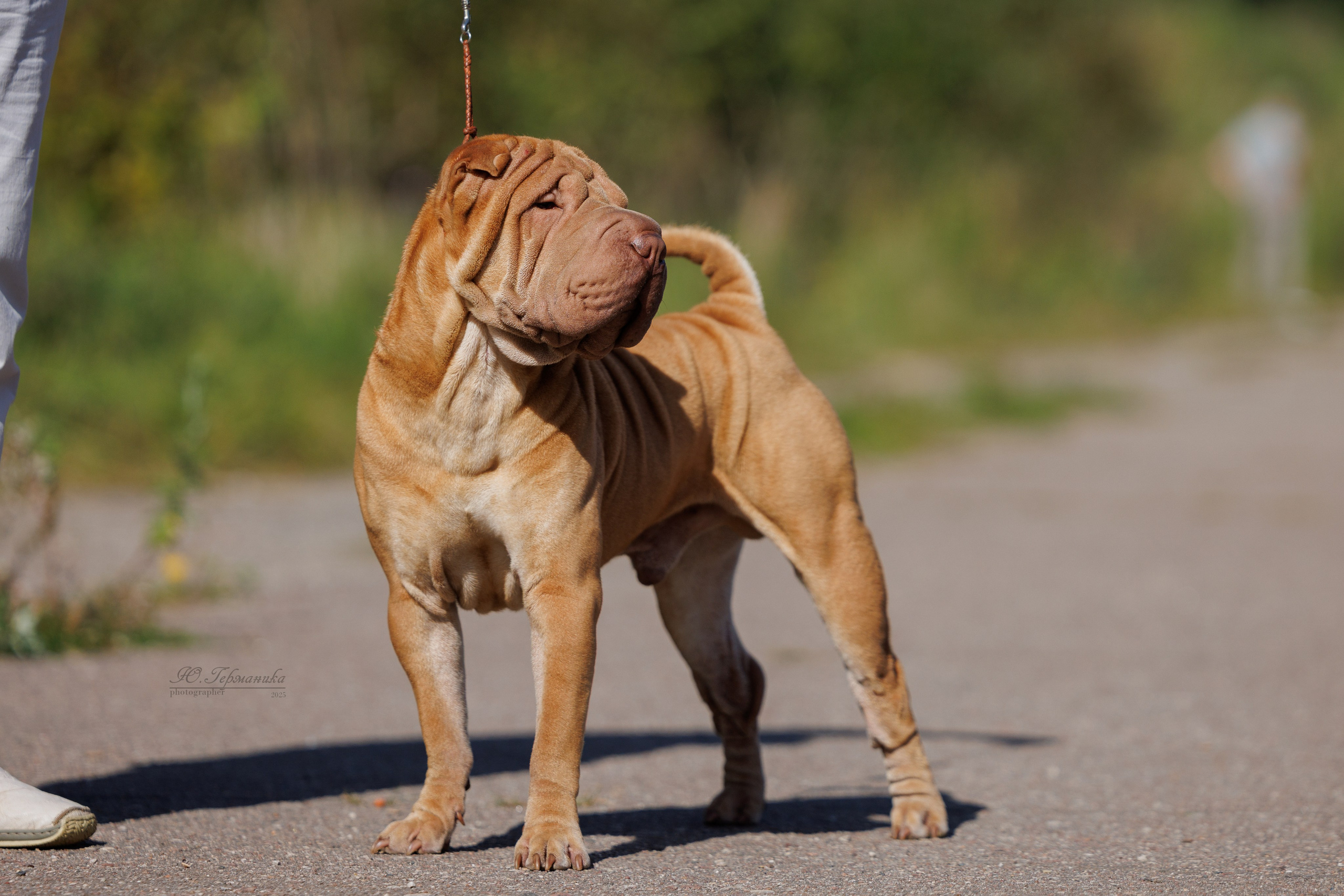 Зеленоград 13.09.2025. Фотограф-анималист Юлия Германика
