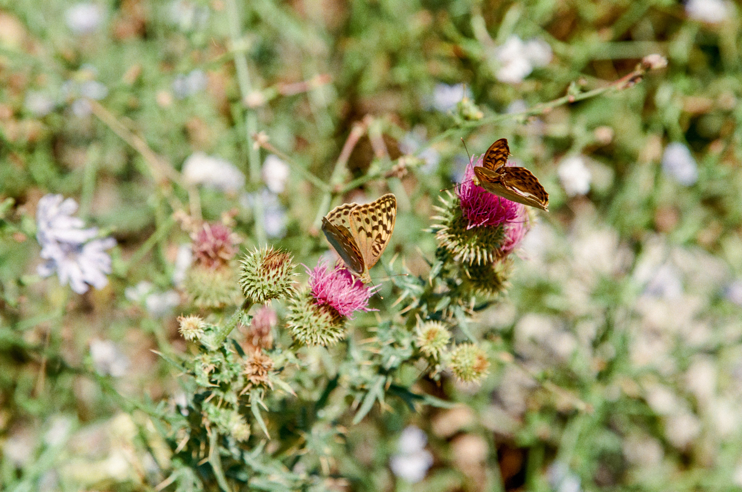 АРМЕНИЯ.24. Профессиональный фотограф Федотова Арина