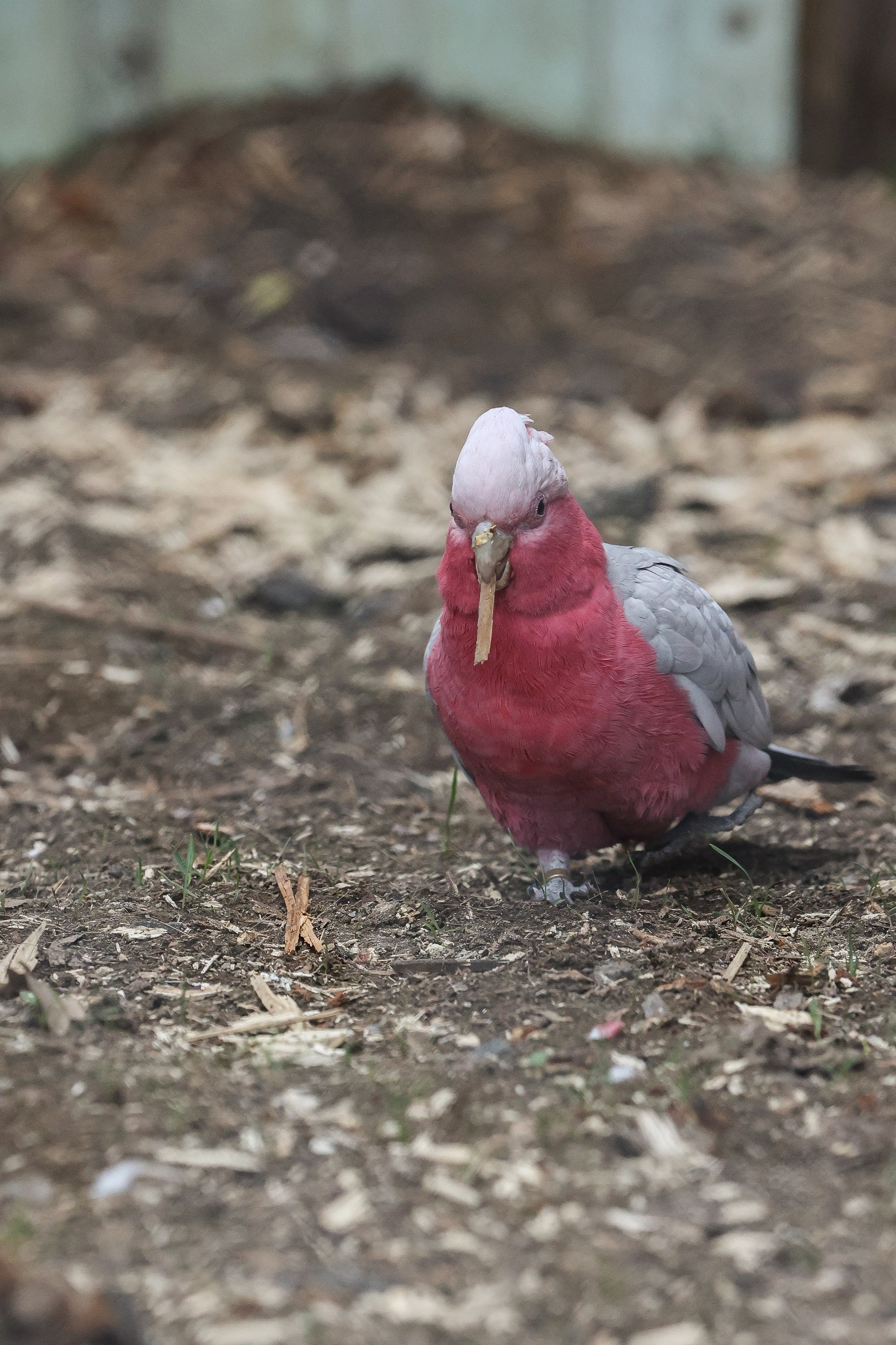 Зоопарк Малинки. Фотограф-АниМалист Анна Абрамова