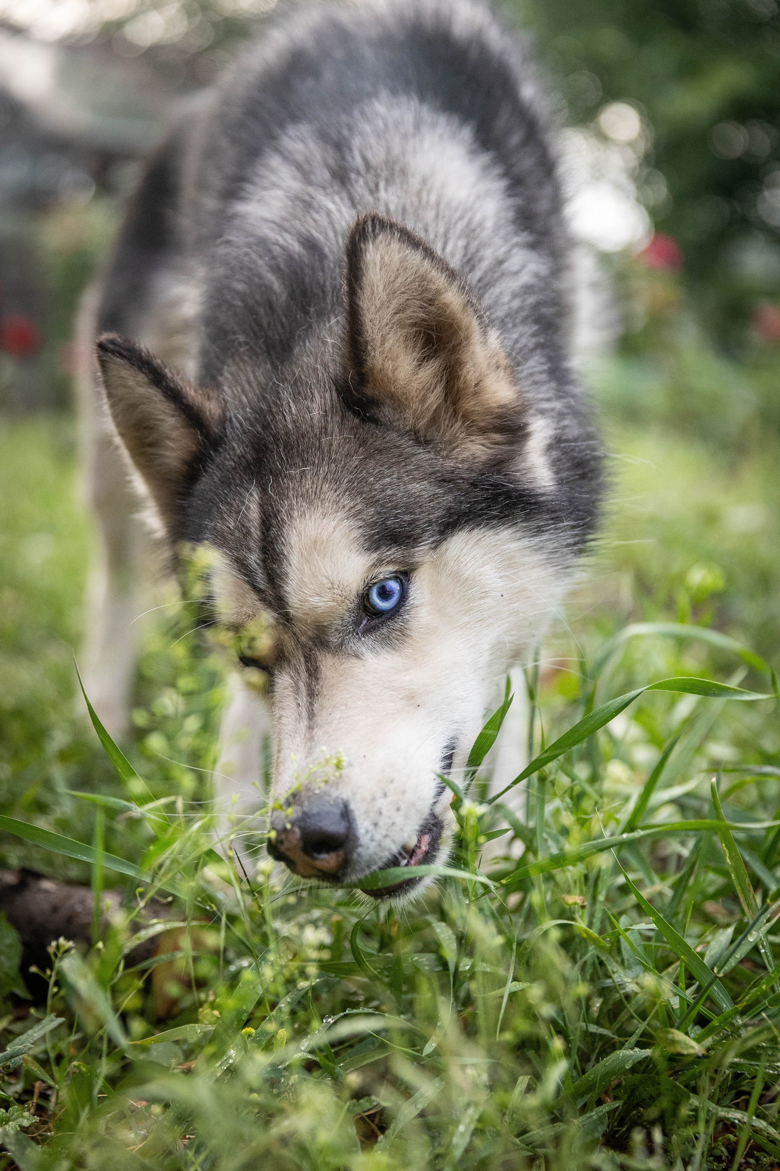 ВЕСТА И ЛЕРА. Фотограф-АниМалист Анна Абрамова