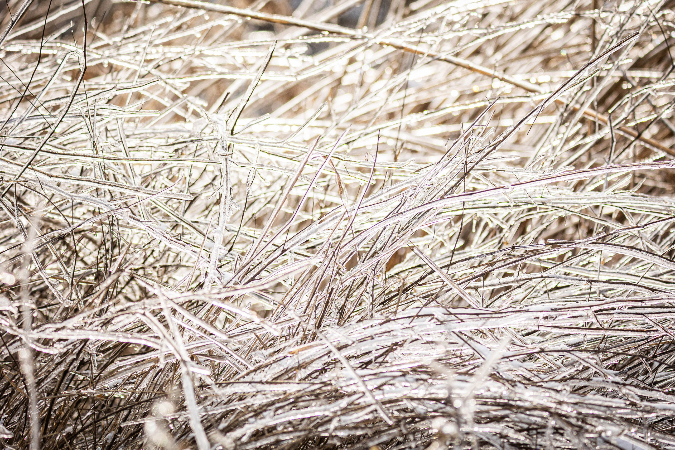 Дикий животный мир. Фотограф-АниМалист Анна Абрамова