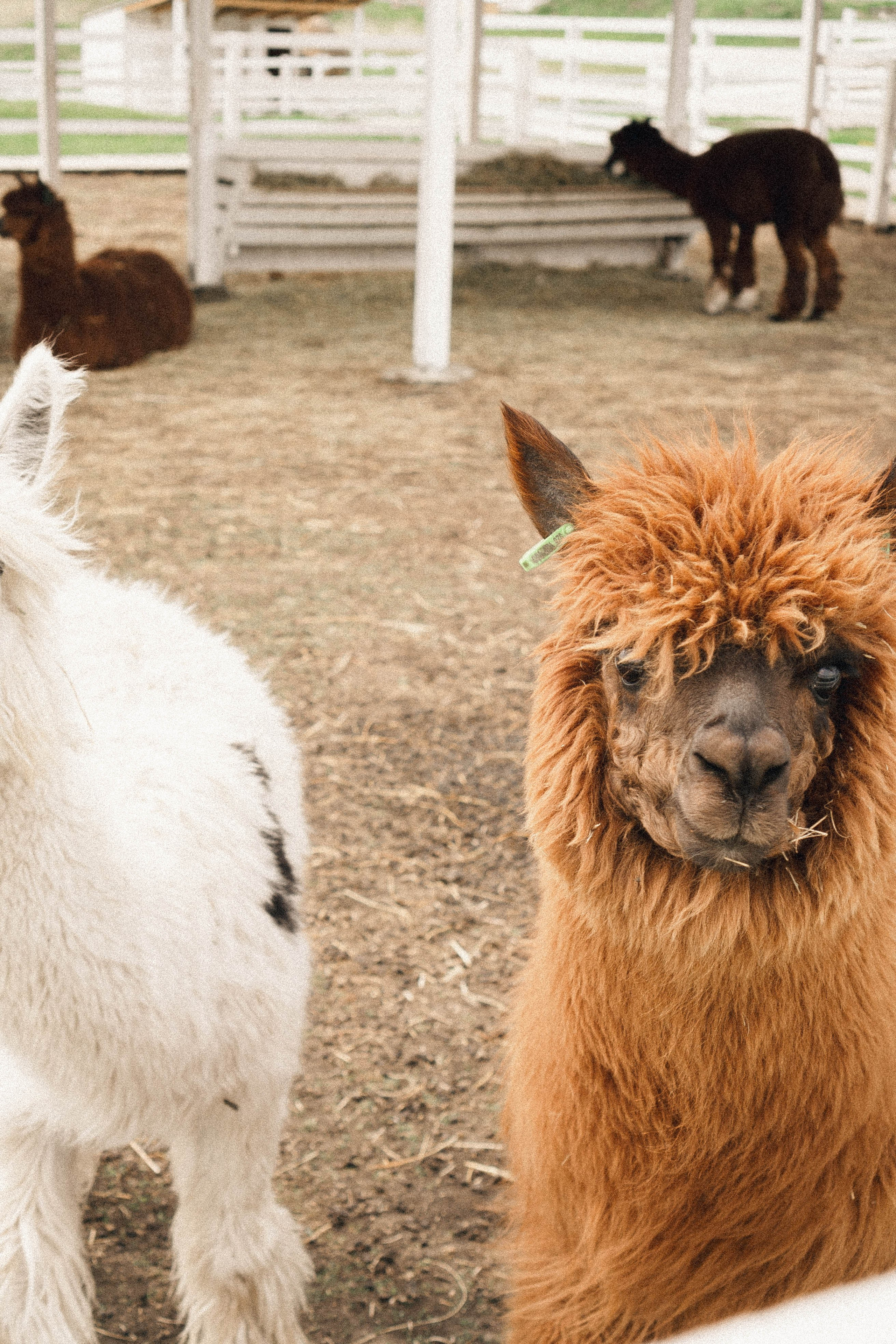 Ферма Альпак. Профессиональный фотограф, Санкт-Петербург — Виктория Богомолова