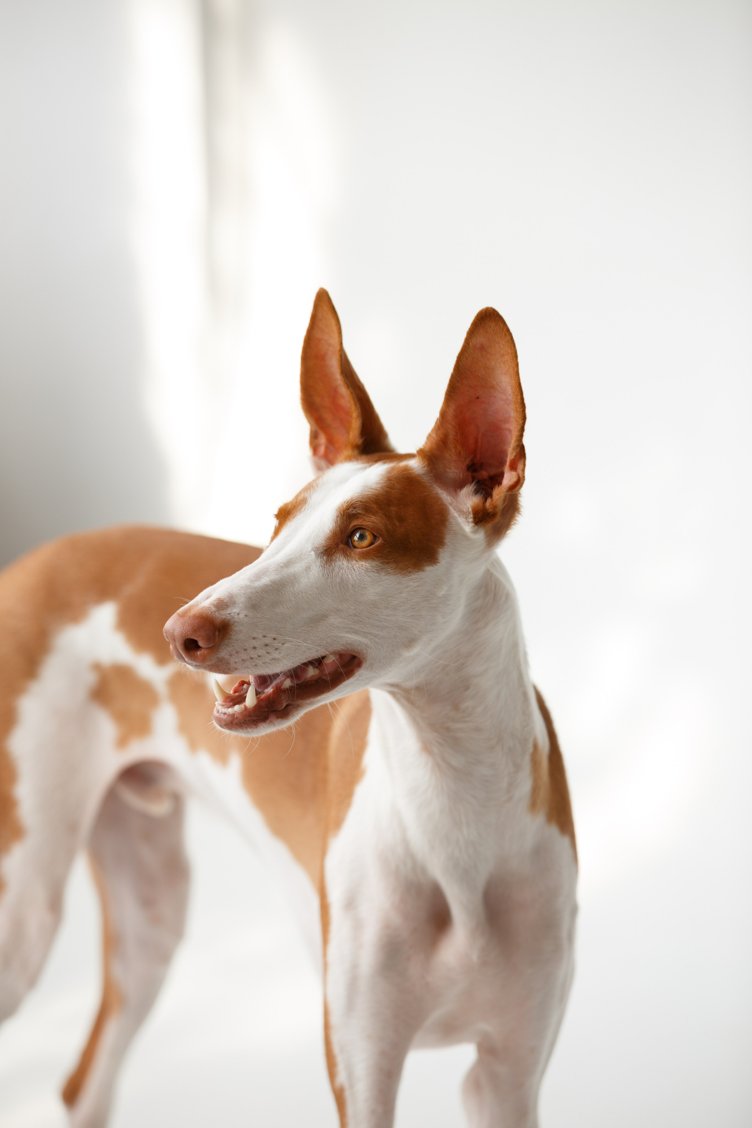 Boonwood Pets лежанки для животных. Фотограф анималист Кристина Карпова, Москва