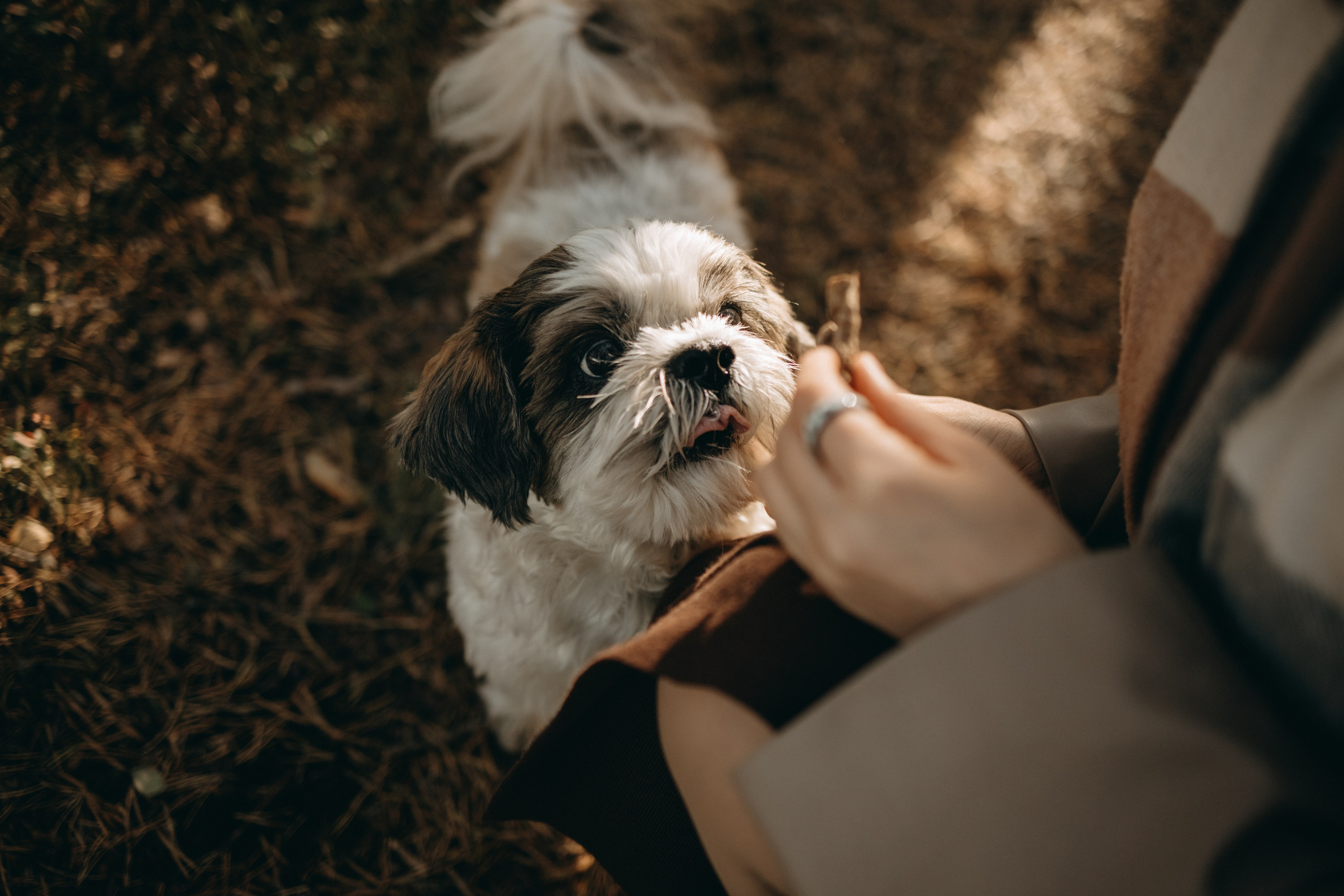 Настя и Франт. Фотограф — Анималист | Санкт-Петербург