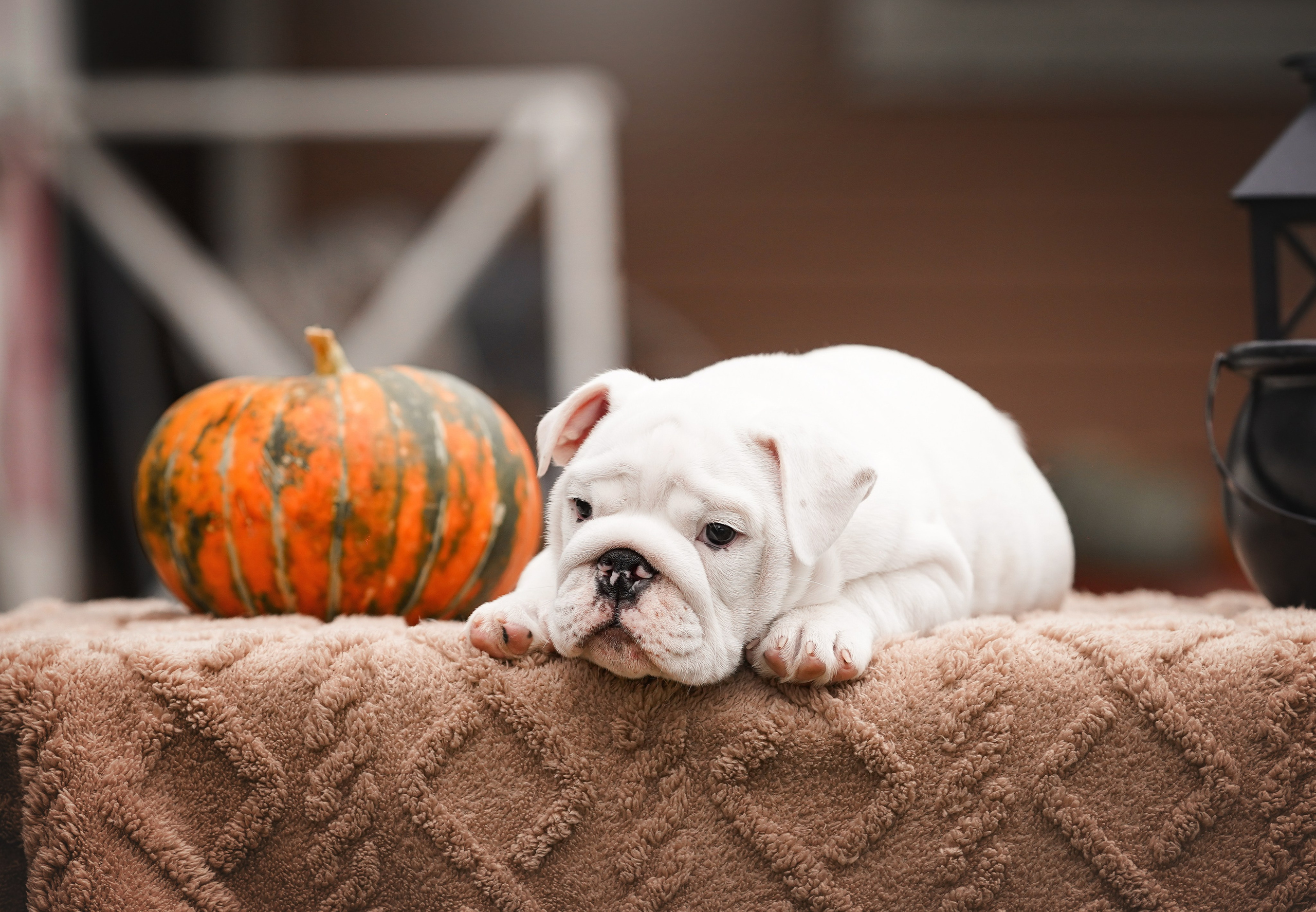 Щенки бульдога. Фотограф-анималист в Санкт-Петербурге Яна Мартынова