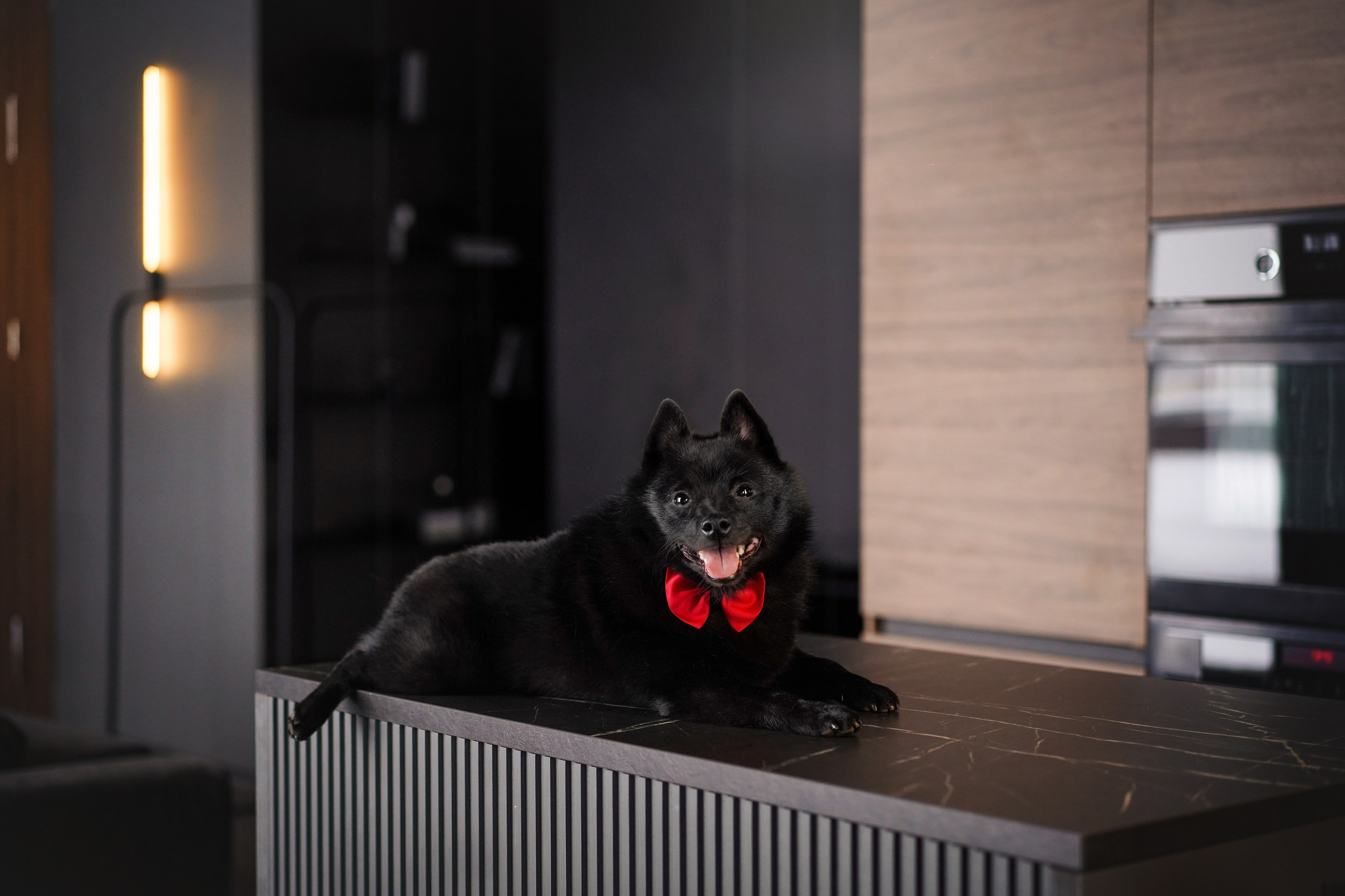 Аня и Майкл. Фотограф-анималист в Санкт-Петербурге Яна Мартынова