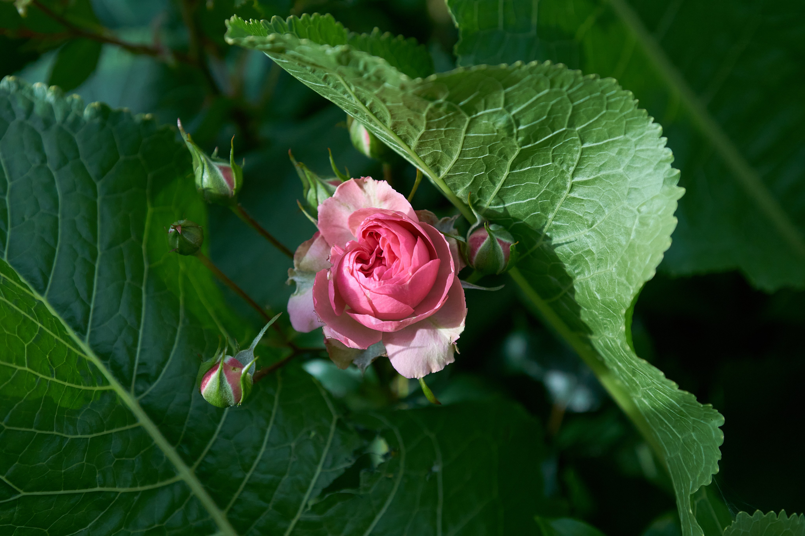 Наша мать — природа. Фотограф Владимир Артамонов